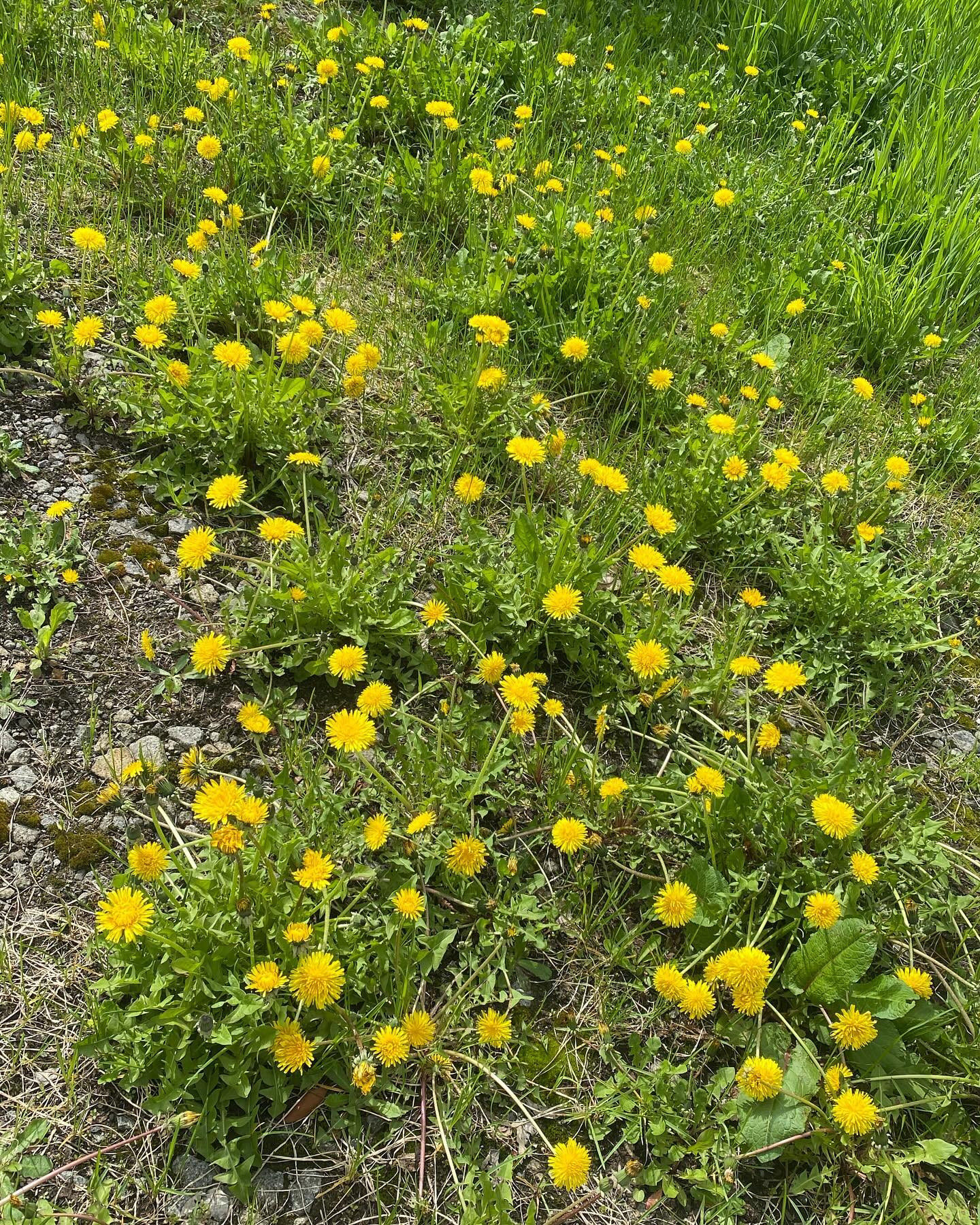 おはようございます♡
今朝通勤中にたんぽぽが元気に咲いてました☘️

たまにお花を買うんですがビタミンカラーのお花って自分ではあまり買わないので新鮮でした🎶

何よりたんぽぽってなんか可愛く見えるのは私だけでしょうか？？笑

今日も一日元気に頑張りましょうっ❤️

@clubgalle2580 

#クラブ我礼#すすきの
#春#たんぽぽ