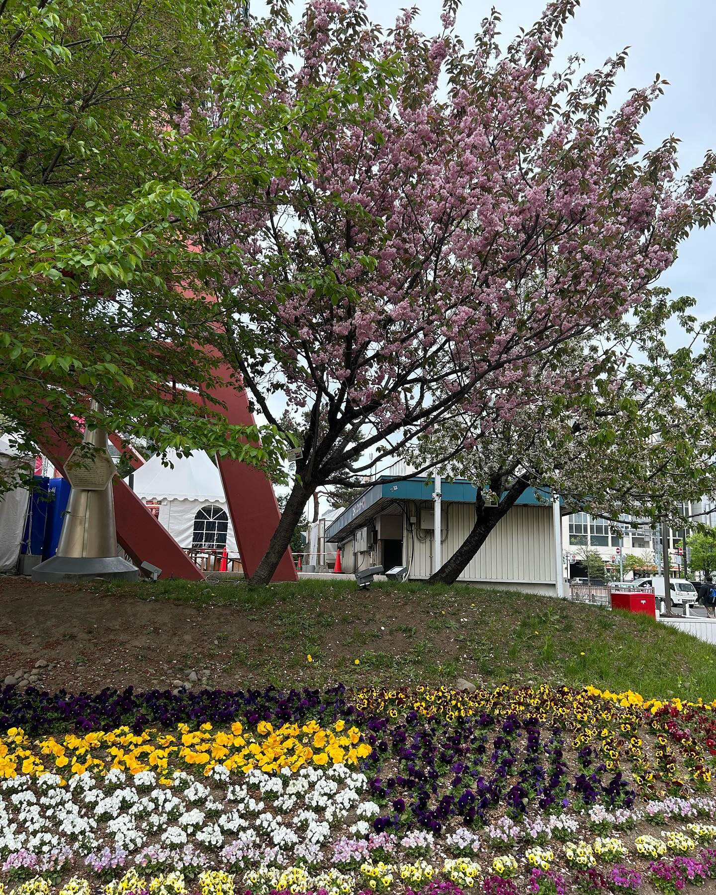 こんにちは☆

今日は用事が終わった後、少しだけど、大通り公園をお散歩しましたぁ〰️✨️✨️

お花🌸に癒されましたぁ〰️☆

今日も出勤します☆

 #札幌#すすきの#クラブ我礼 @clubgalle2580