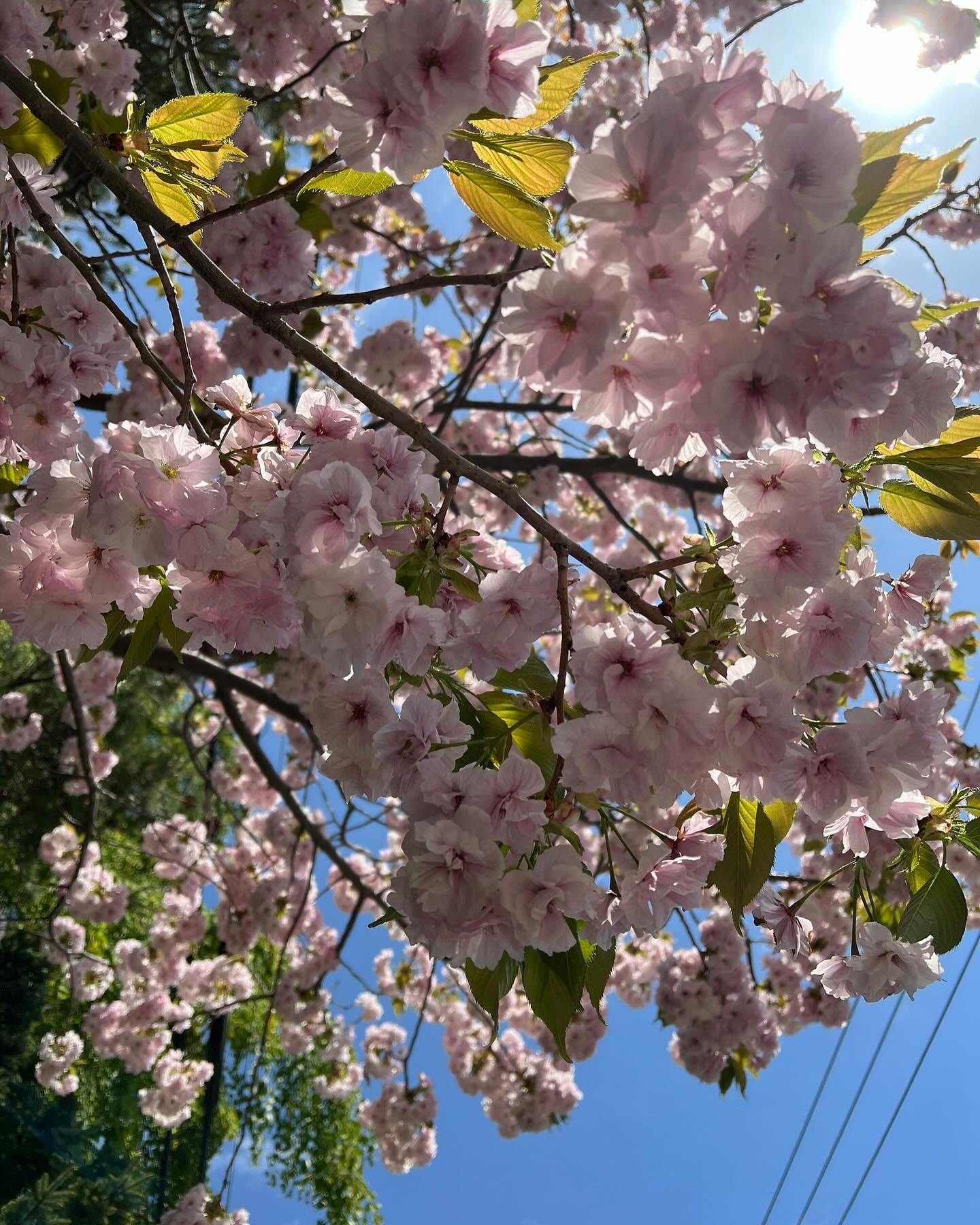 今日も天気良ーい☀️
ちょっと風強いかな〜🌪️

昨日はビール飲みたいなぁ〜と思っていたらビール飲めました🍺
シャンパンまで🍾
願うとやっぱり叶うのかも〜✨✨

我礼にたくさん女の子達が入店してくれましたぁ😊👏
是非遊びに来て下さいねぇ🎵

今日も出勤してます💨

@clubgalle2580 
#club我礼#すすきの