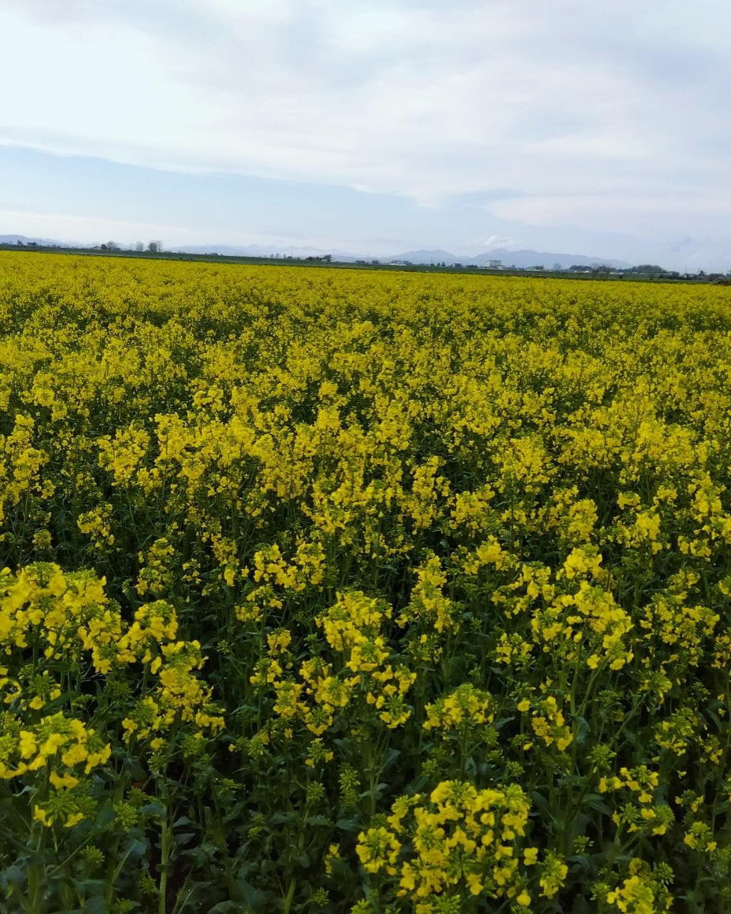 今日は暖かかったですね☀️
歩いてると暑いくらい😄☀️
今日は朝から行動してたので、疲れました💨
変な時間にお昼寝しちゃった💤

ウドとフキ頂いたのでこれからお料理です🔪
ウドのきんぴら大好き🧡

@clubgalle2580 
#club我礼#すすきの
#山菜だいすき