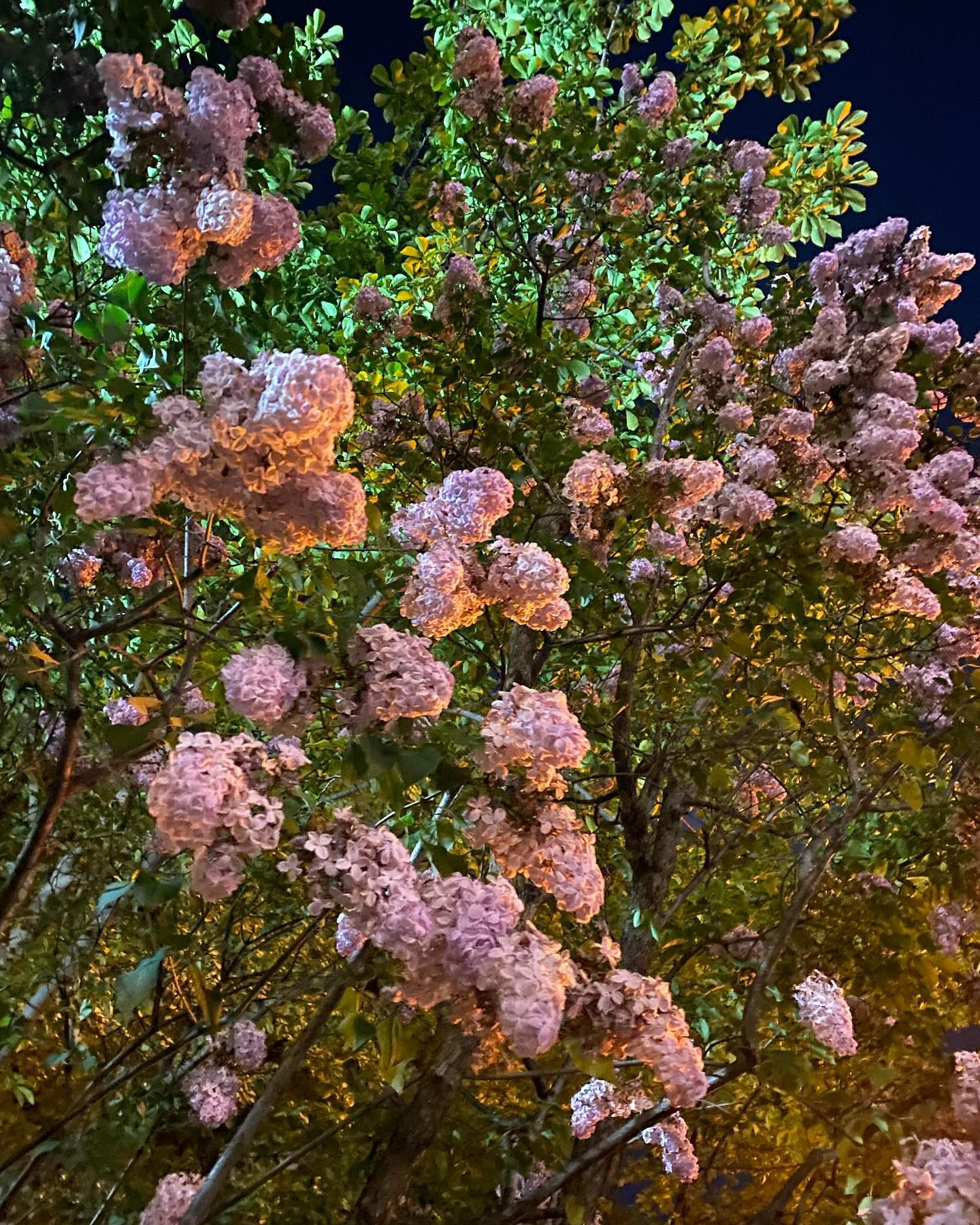 こんにちは☘️
最近薄紫とかふじ色に惹かれております綾奈です(*'▽'*)

味覚って欲する味によって体に不足してるものがわかるっていうけど、色もおなじなのかなぁ？

ライラックは香りも好きです✨

お仕事終わりにうちの近くの夜桜ならぬ夜ライラックが綺麗だとったので撮影♡

今日も楽しみましょ♡

@clubgalle2580 

#クラブ我礼#すすきの
#花#ライラック