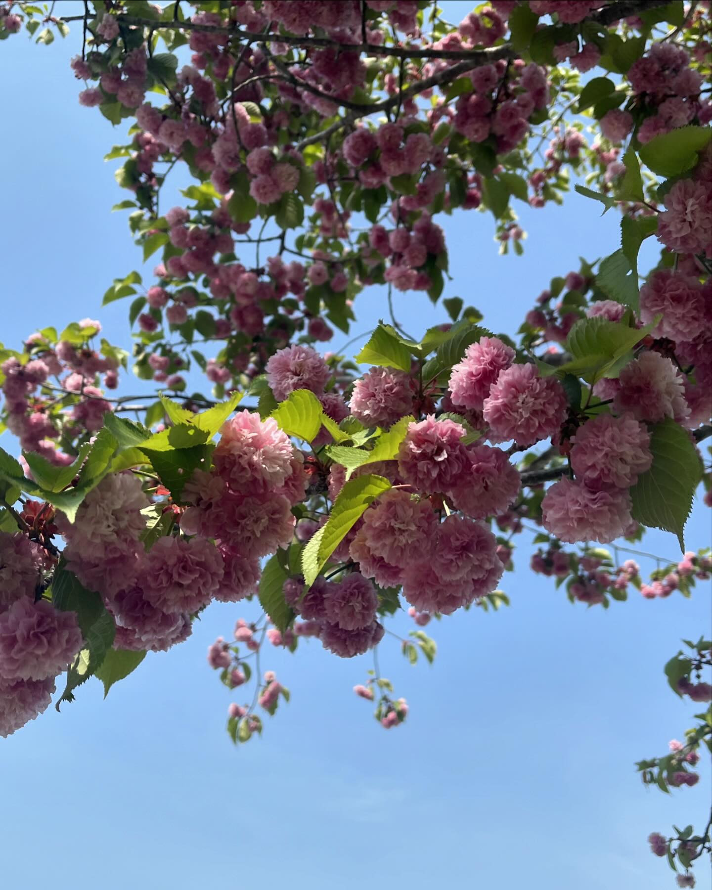 昨日は暖かかったのにぃ〜今日はまた寒いですね💦💦
最近は私用が多く、忙しくしています😵‍💫

今日は出勤なので、楽しくお酒飲みたいな🍻

@clubgalle2580 
#club我礼#すすきの