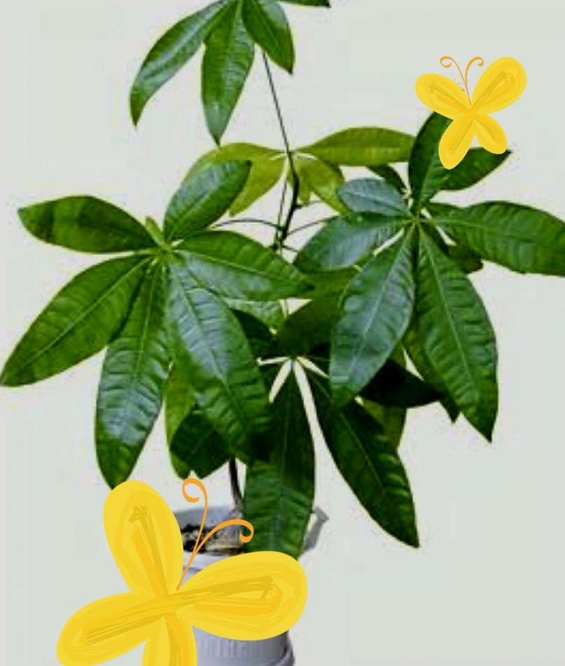 一条 葵