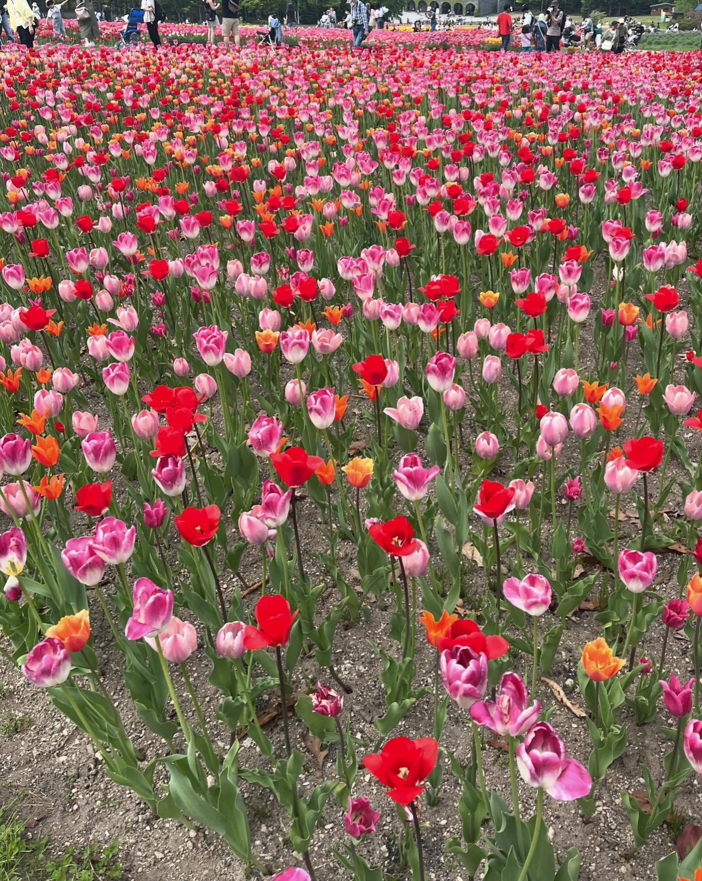 チューリップ可愛かったなぁ〜🌷
やっぱりピンクってかわゆ🩷
こんなにたくさんのチューリップ見たの初めてで感動しました✨✨
充電完了したので、お仕事頑張ります😄

@clubgalle2580 
#すすきの#club我礼
#チューリップ#チューリップ畑 #たきのすずらん公園