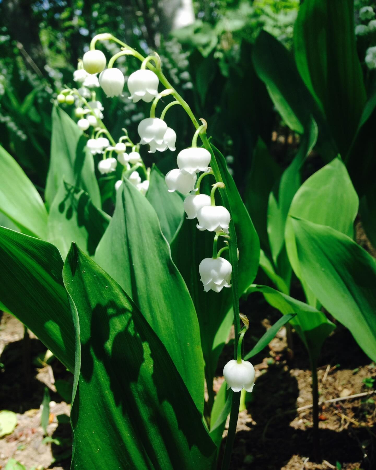 おひとり様特集〜😊
みなさんはどこだと1人で行けますか？？どこでも行けます？？
私は、まだ大好きなラーメン🍜や、お蕎麦、焼肉は1人で挑戦出来てません😅

この前は仲良ぴ🧡と飲みに行って来ました〜🍻
いろんな話して、飲んで楽しかったなぁ〜😁

@clubgalle2580 
#すすきの#club我礼#第21桂和ビル6階
#おひとりさま #ラテンビル#ALTERNATIVE