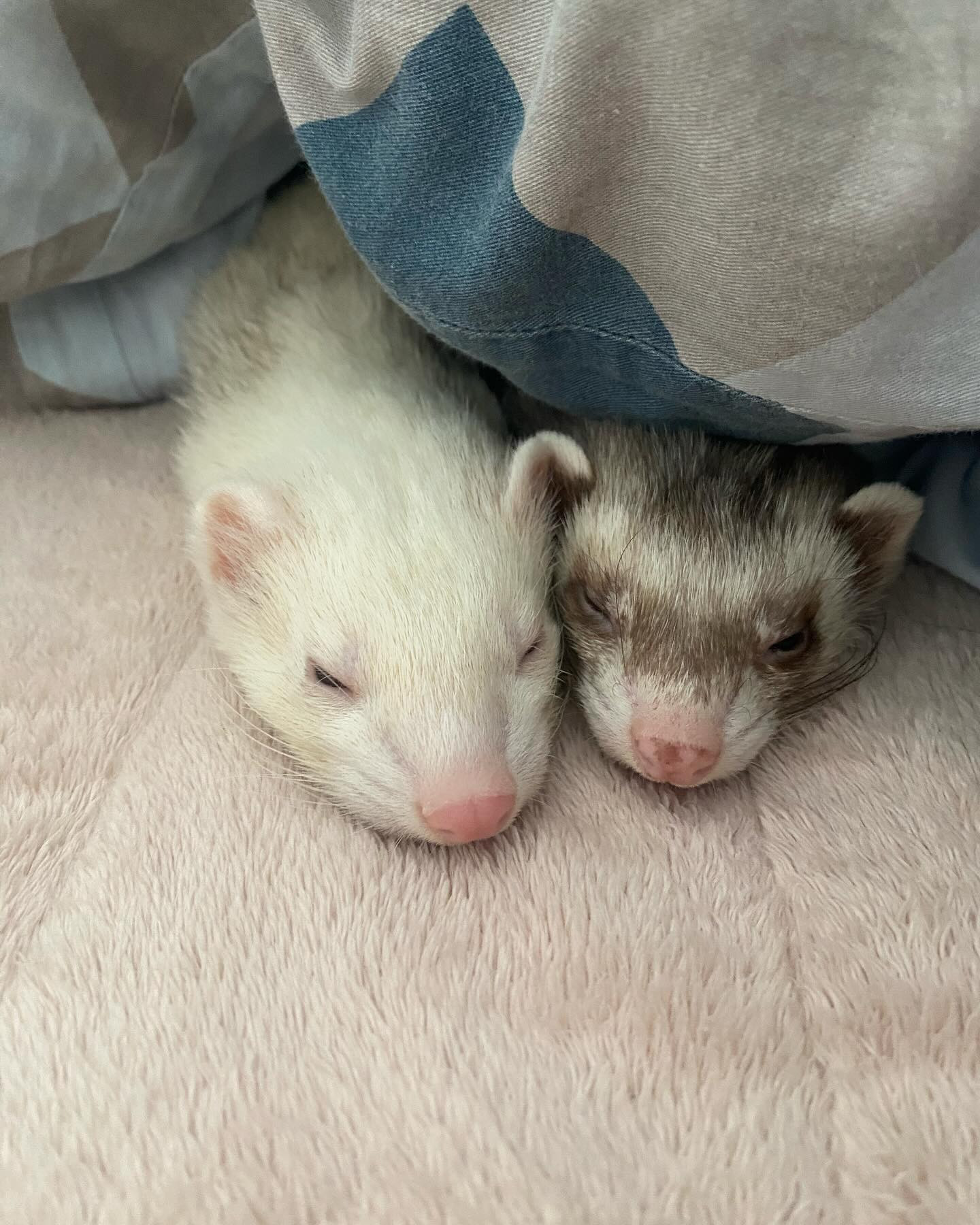 こんにちは☘️

6月ですね❤️
つイタチです⭐️

ごめんなさい💦これが言いたかっただけなんです笑

今日はお休みですが、また来週から頑張ります🎶

今週も一週間お疲れ様でした😊

@clubgalle2580 
#クラブ我礼#すすきの
#つイタチ