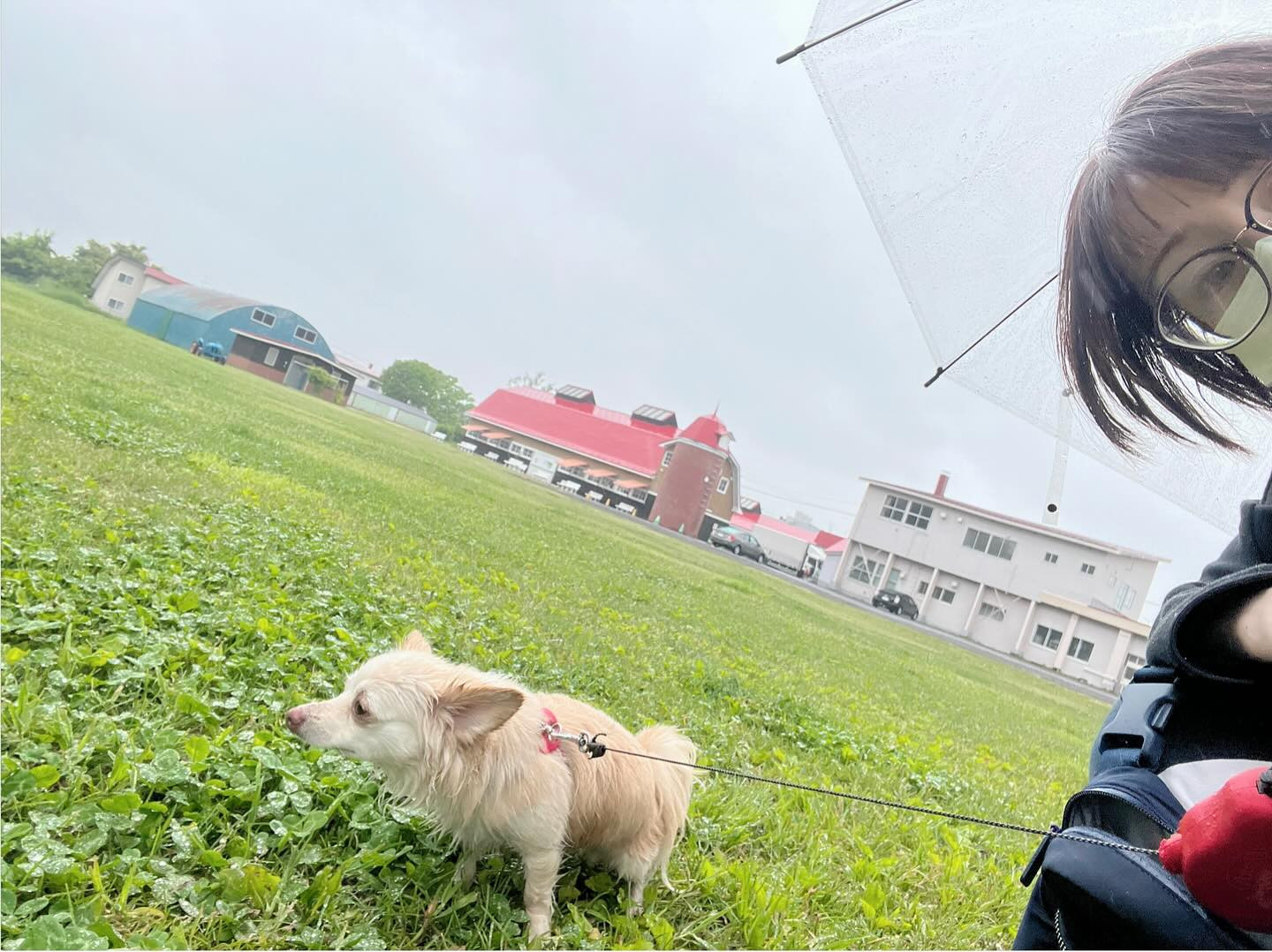 雨〜っ☔️☔️☔️
なんか、頭痛いなぁ〜って寝起きから思ってたら雨かぁ😫

霧雨程度かと思って玄関開けたら‥傘ささないといけないレベル！！こんなに雨ならお散歩の時間ズラせばよかったぁ〜😱そんなに降ってると思わなかったからカッパも着せなかったのにぃ💦💦
雨なのに、気にせず元気に歩き回り、カッパ着てる方が固まってる笑笑
いつもより早い帰宅にしました🏠私のスニーカーもべちゃべちゃ👟なって気持ち悪かったので😣
今日は言う事聞いてくれてすんなりおうちに帰って来れました☺️🦮
もう寝てるし😴笑笑

@clubgall