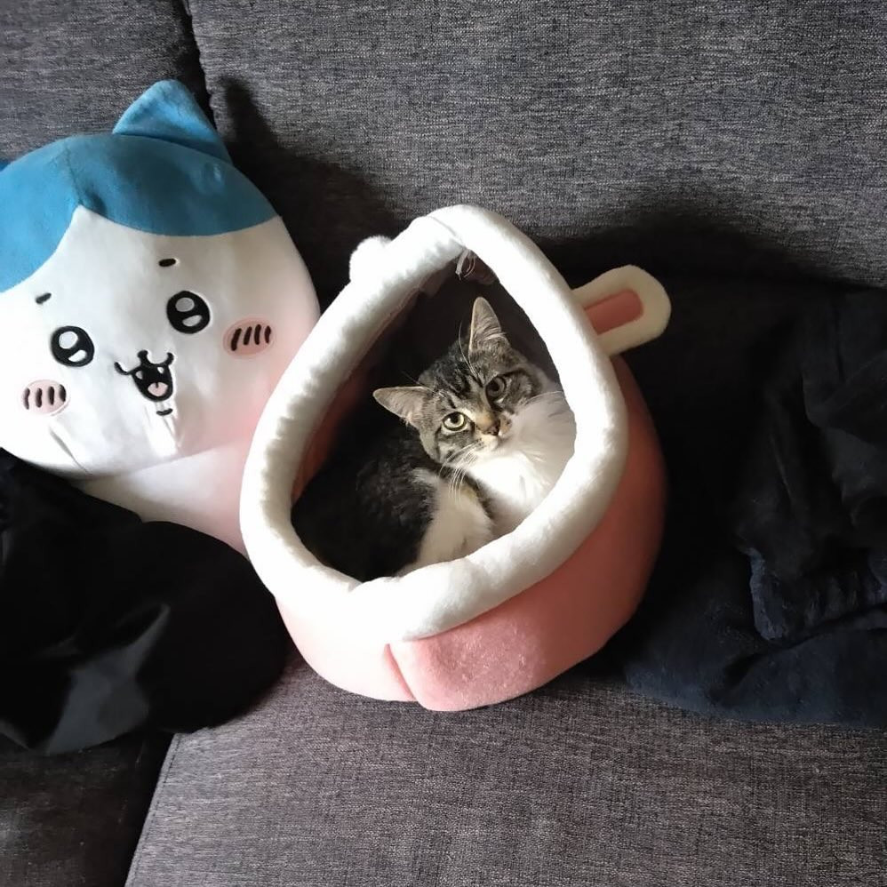 お兄が飼ってる猫さんに癒された🐱
暖かくなってきて夏来ちゃってるなぁ〜って感じですよね！
1週間の始まり飲みべ100でお待ちしてますっ✨️