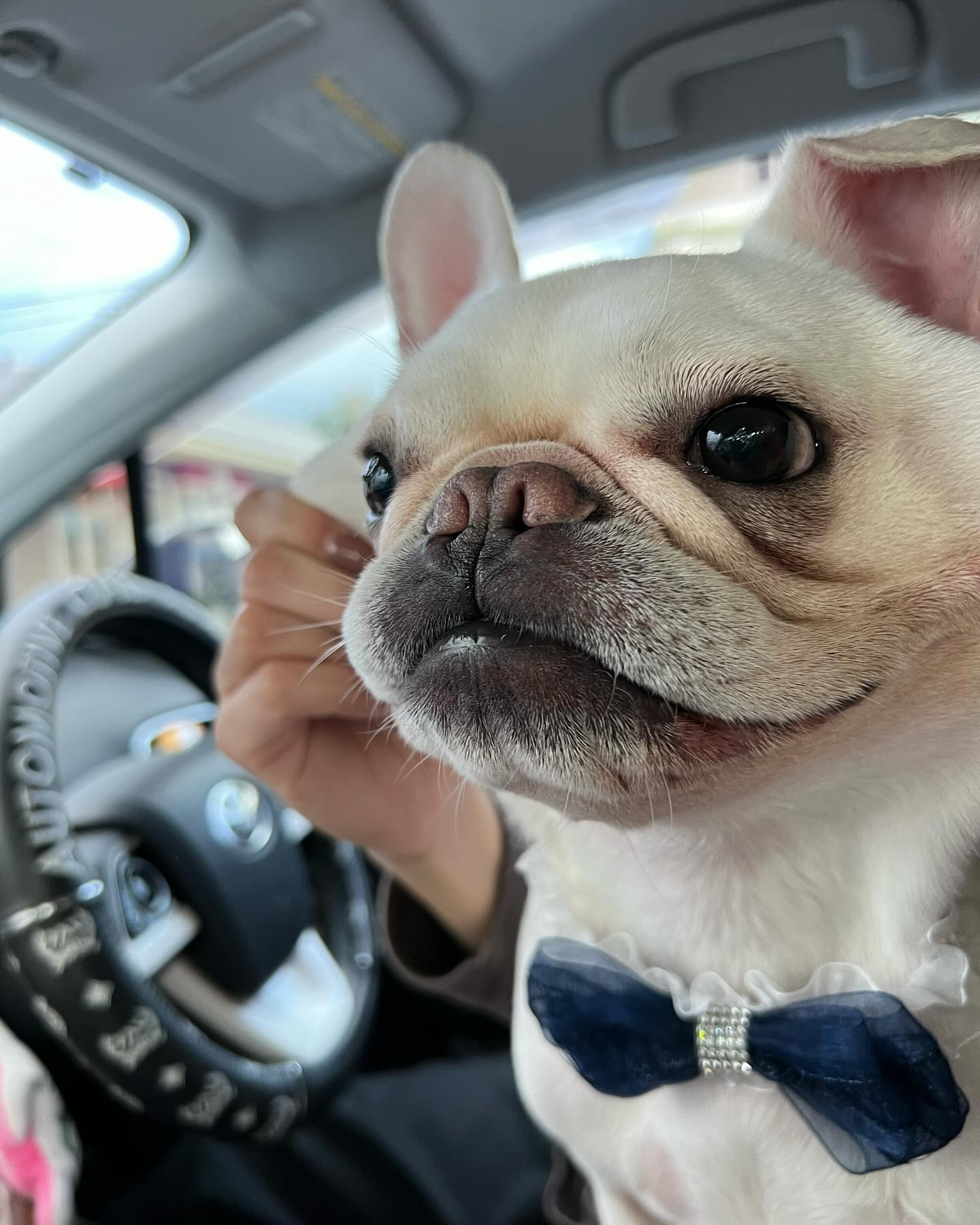毎日癒しをくれる犬さん🐶
犬なのに猫みたいな性格で甘えんぼさんなところがまた可愛い♡
元気に出勤だー！
是非遊びに来てください🌟
