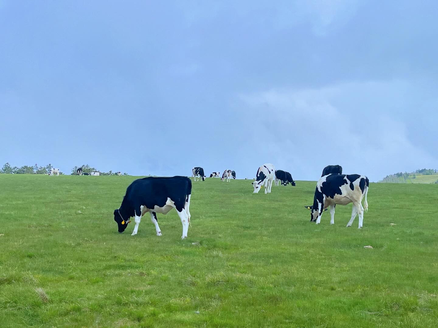昨日お友達と美ケ原高原のマイナスイオン
感じてきました😂🩵
牛はずっと草食べてました…‪🌱‬🐮
リフレッシュして元気に出勤してます❣️