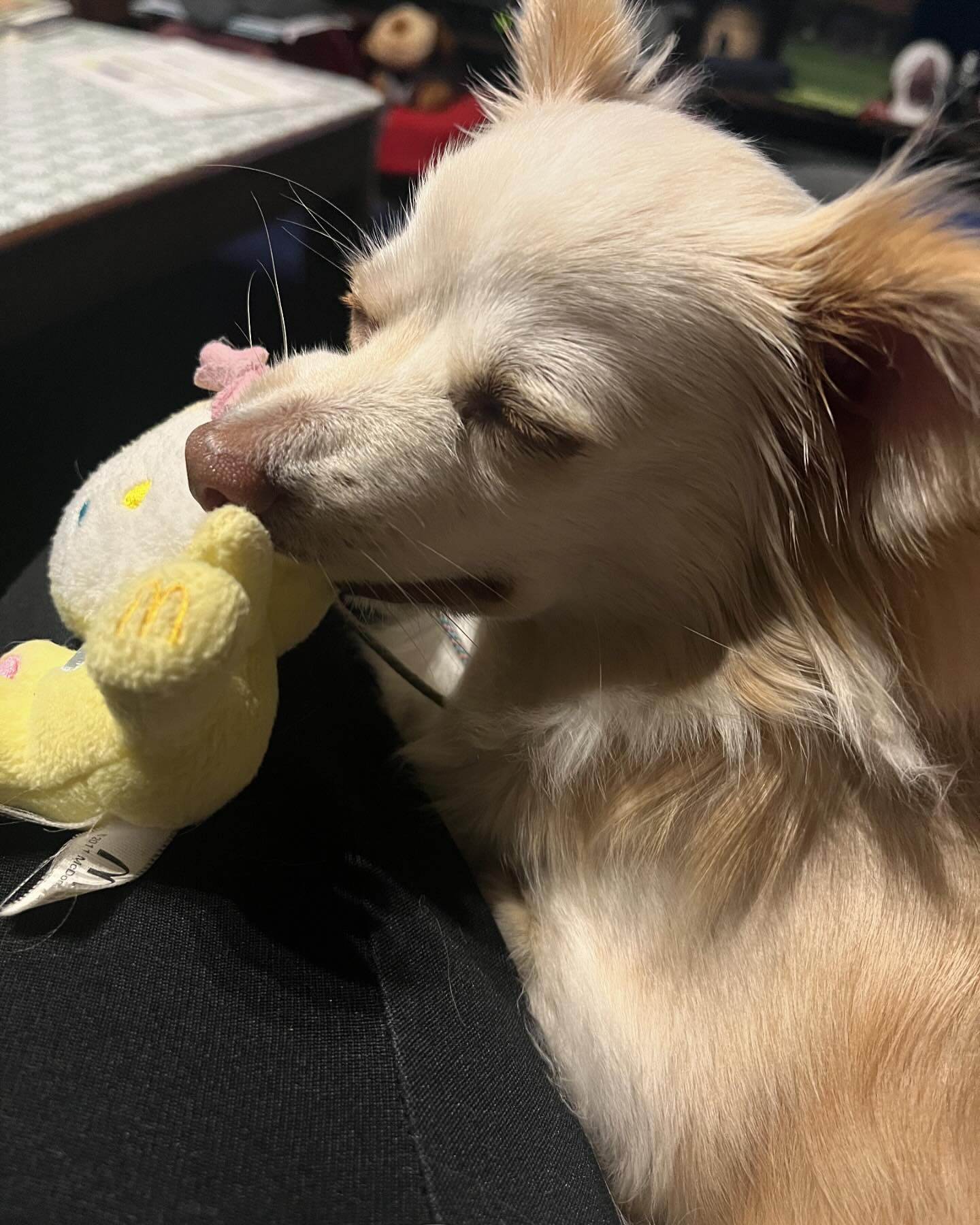 大好きなおもちゃをくわえたまま寝てました笑笑
可愛すぎーっ😍
もともと、動物大好きだけど❤️こんなに癒される事になるとゎ☺️
この子を飼う事にして良かった🥰🐶
この子がいなかったら辛い時期乗り越えられなかったかも🥹

頭痛が続いてますが、頑張って出勤します💨
久しぶりの出勤楽しみです😊

@clubgalle2580 
#club我礼#すすきの
#いぬのいる暮らし #いぬバカ部 #いぬすき