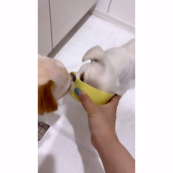 🍴🍅🐻‍❄️🐻🛁✨️