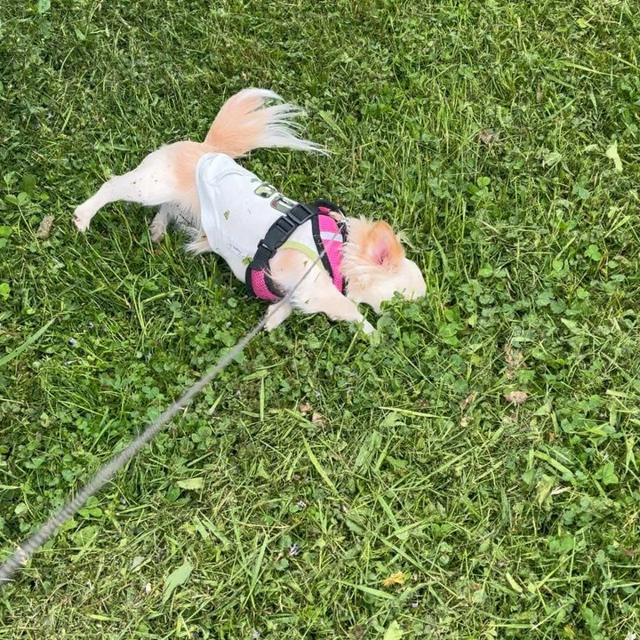 結膜下出血になり目から血が🩸
びっくり＆怖かったぁ😨

今日のお散歩🐶は早かったなぁ〜😅30分で終わった💨笑笑
吠えて、走って暴れて😒

今日はお祭り行って来ます😊いつ振りだろ〜🤔
激混みだろうけど、楽しみっ♪

@clubgalle2580 
#club我礼#すすきの
#北海道神宮祭#おまつりだいすき