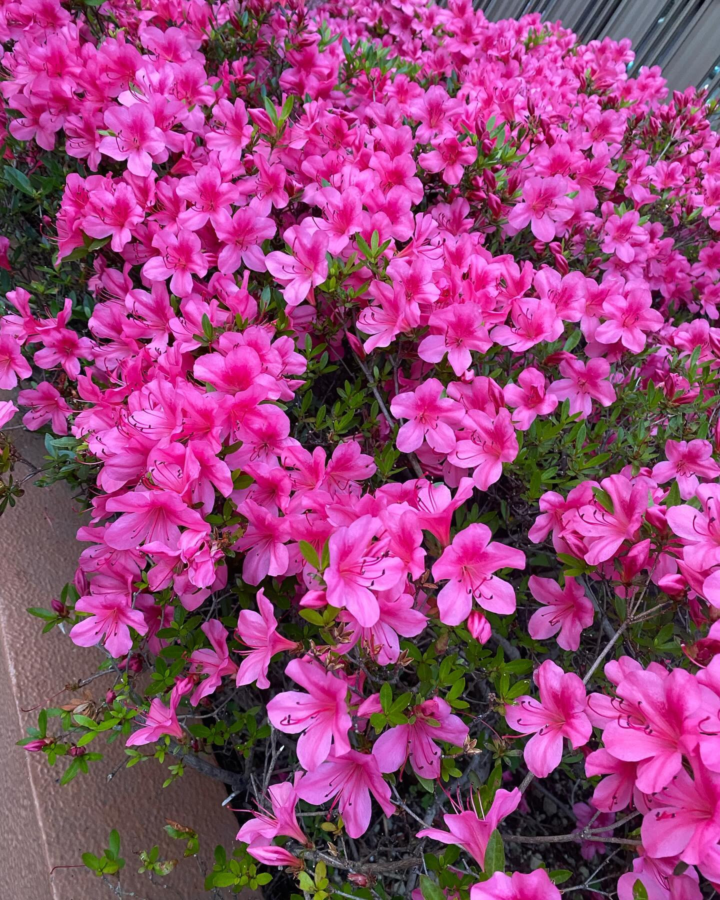 うちのマンションの前が満開♡
可愛い♡

今月も折り返しましたね🎶
残りも頑張ります✨

@clubgalle2580 
#クラブ我礼#すすきの