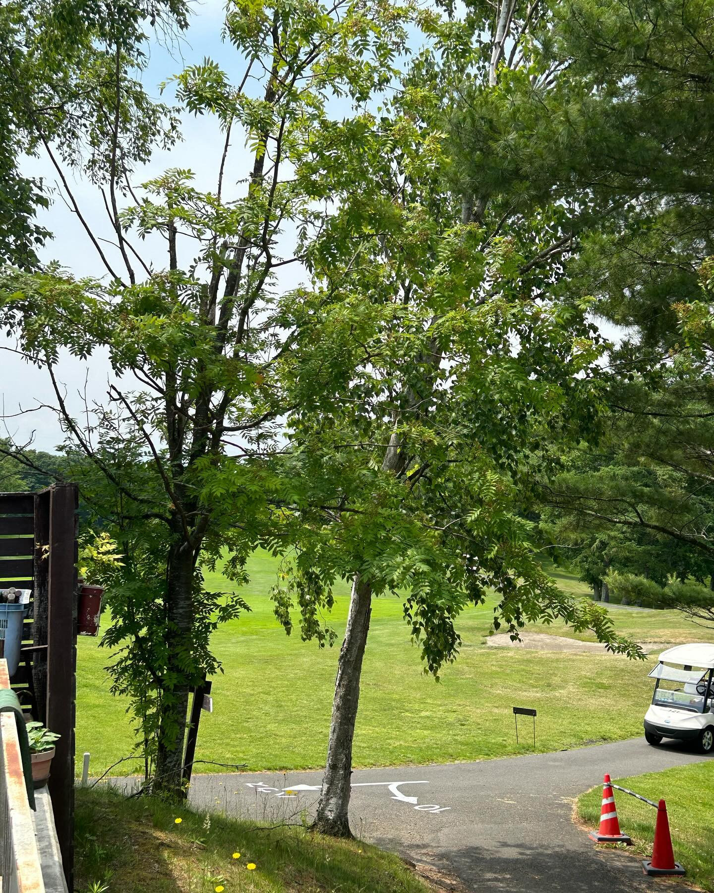 こんにちは☆今日は今年初めてのゴルフ⛳️に行ってきましたぁ〰️☆かなり練習しないといけないですね〰️☆楽しくできたので良かったです☆Yさん、Ｋさん、どうもありがとうございましたm(_ _)m今日も出勤します☆