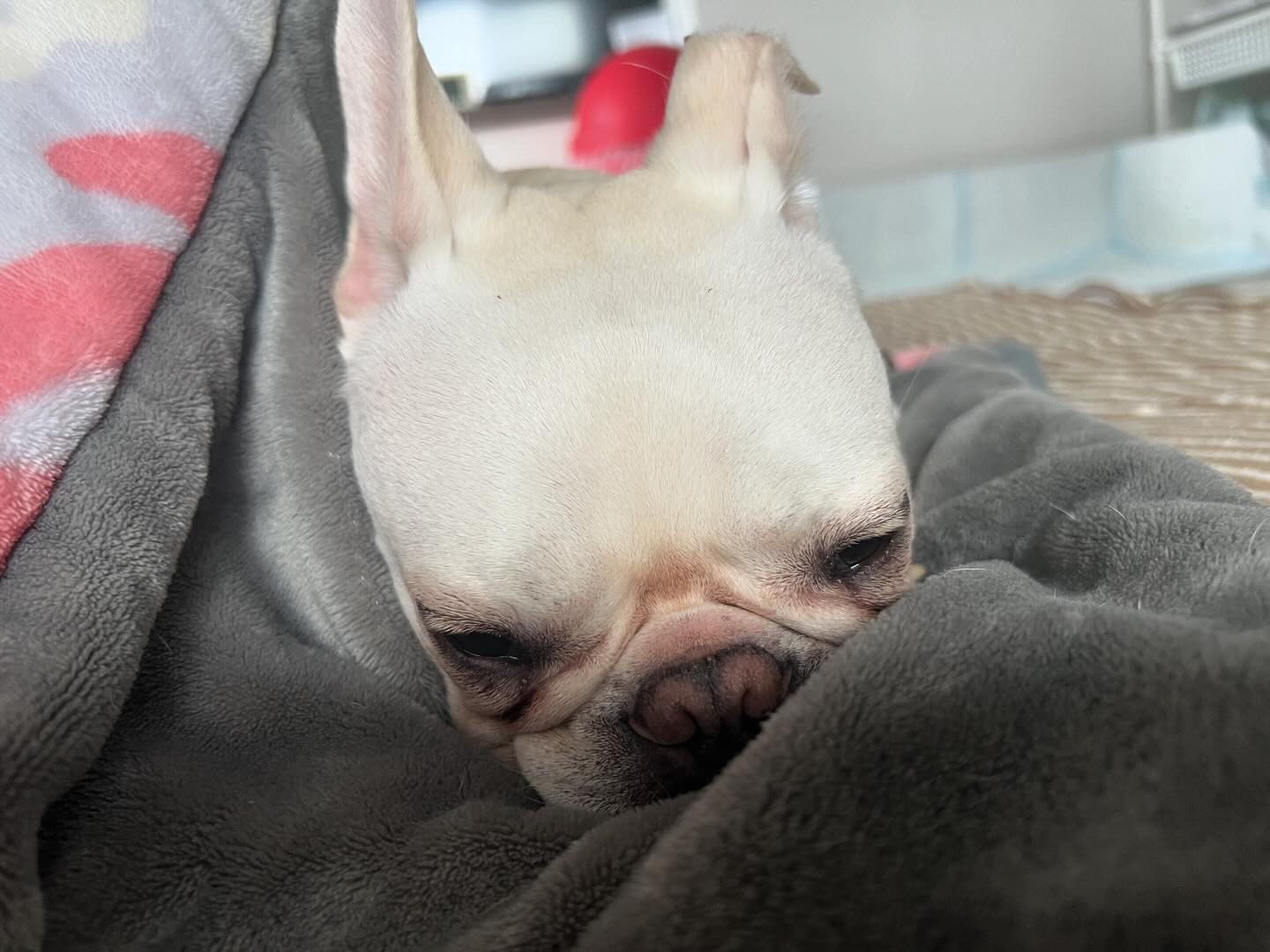 一緒に二度寝😪
9時半から出勤でーす！
是非遊びに来てください🌟