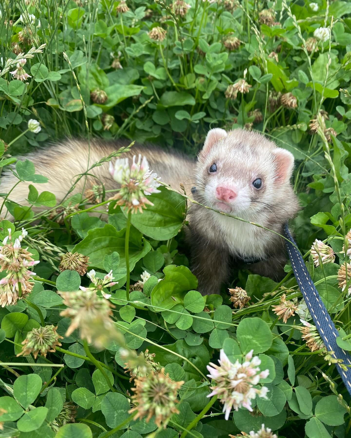 つイタチ♡

今月もよろしくお願いします✨
今週は周年もあります☘️

しっかり元気を蓄えます！

@clubgalle2580 
#クラブ我礼#すすきの
#つイタチ