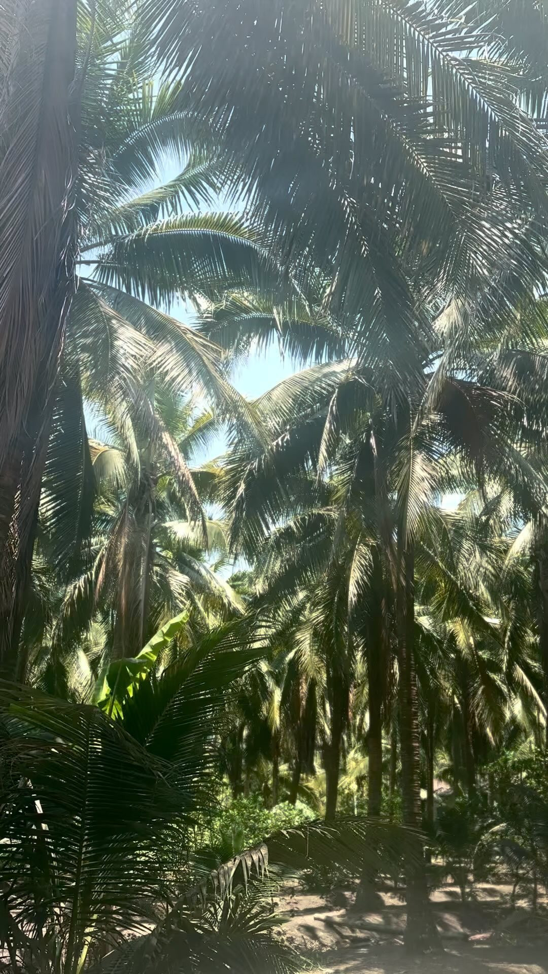 🤍🤍🤍

#🇹🇭#thailand