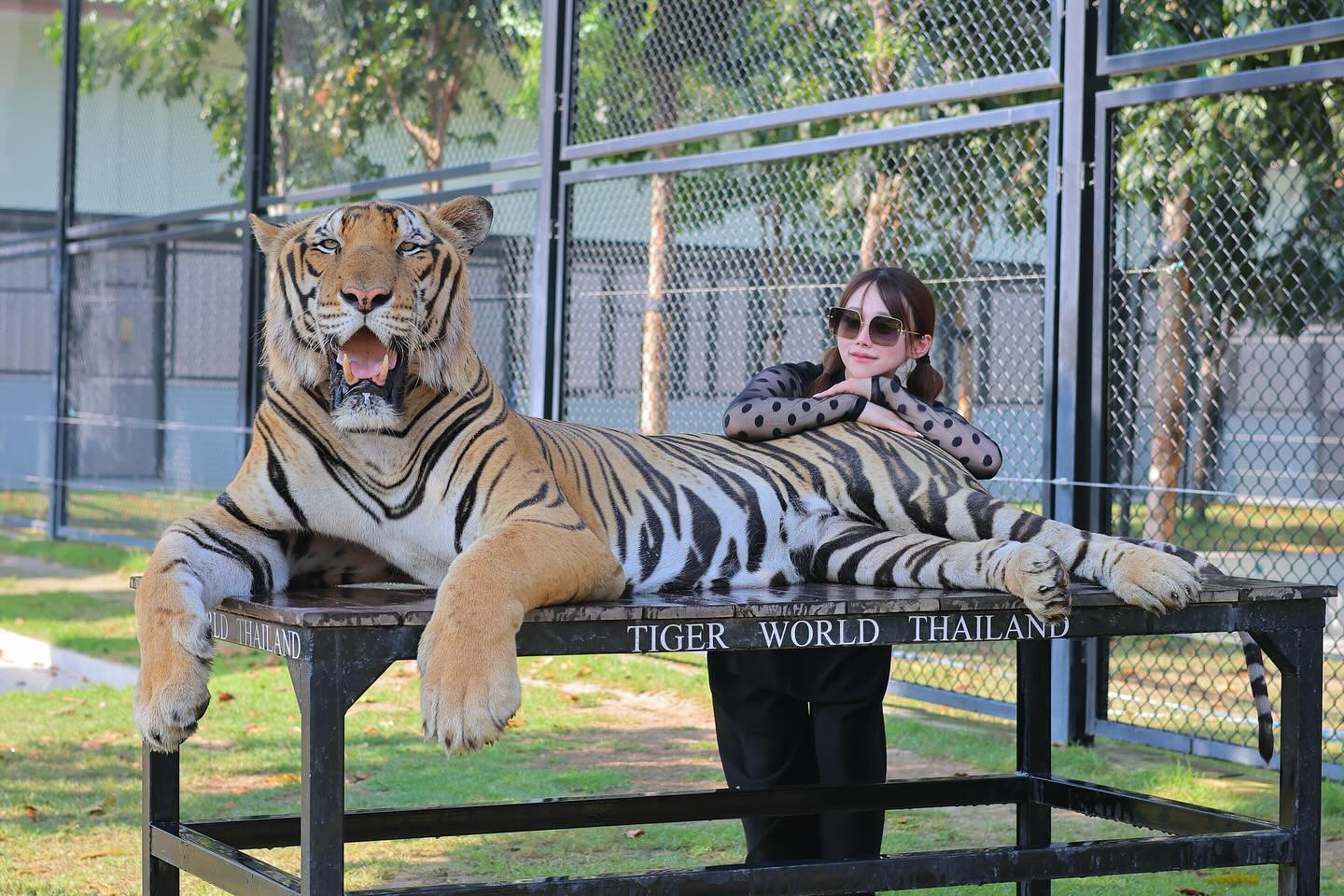 🤍🤍🤍

#🇹🇭#thailand #🐯