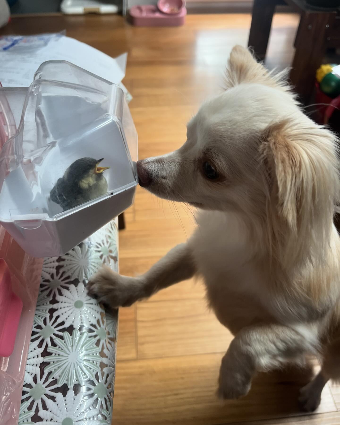 この子は誰？🐣
朝お散歩行ってたら私の所に飛んで来ました。
離れず、どうしようか😅
草むらに置いて来たけど、帰りに通ってもまだ同じ場所に。
一旦連れ帰りました。昔飼ってたハムスターの入れ物に入れて☺️
調べたらカラ類のシジュウカラかなぁ？わかる人いますか？？
夕方、巣を探しに行ってみます🪹

お気に入りのご飯屋さん、クーラーあるけど、暑い🥵しばらく行けないかも🥲

@clubgalle2580 #club我礼#すすきの