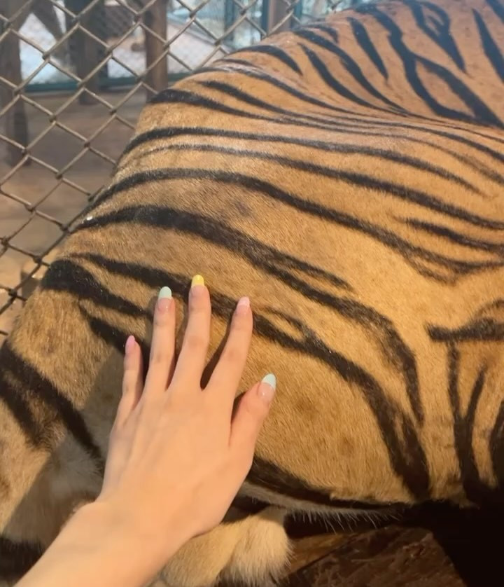 1枚目トラとシンクロ📷
ちょいこわかったけど、鼻水垂れてて親近感湧いた🐯(動画)

#キャバ嬢 #リオグループ #キャバ嬢の休日 #タイ #tigerpark #トラ #めいレポ #ひとり旅