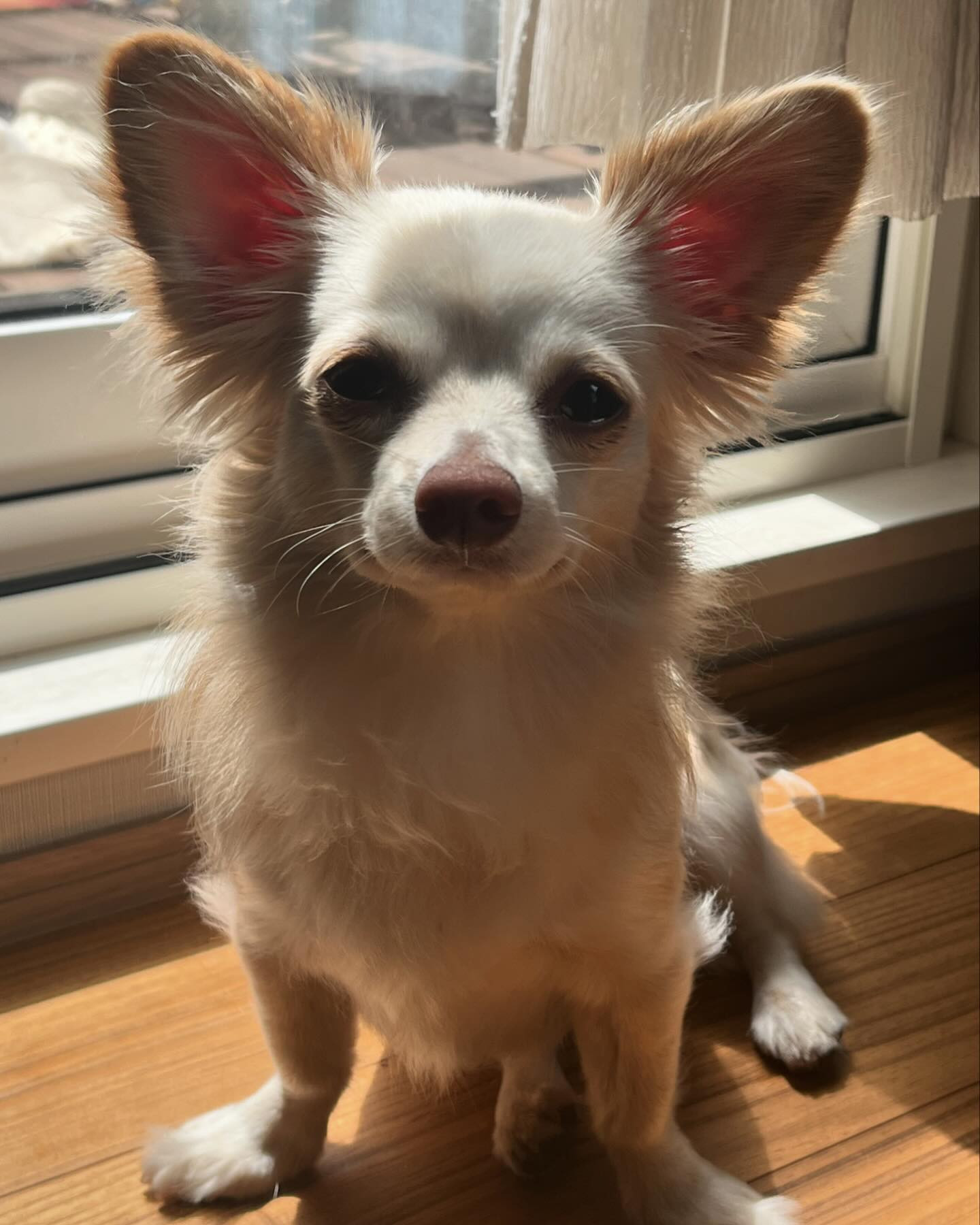 インナーカラーしてみました😊🎵
もうちょっと入れても良かったかなぁ〜☺️
いつも悩む前髪‥今回も切っちゃった💨

ワンコちゃんの耳の毛もカット✂️
やっぱり私的には短くした方が可愛い気が🥰
そして、いつもお座りの仕方がかわいぃ💕お姉さん座り😍

今日も出勤でーす😉

@clubgalle2580 
#club我礼#すすきの