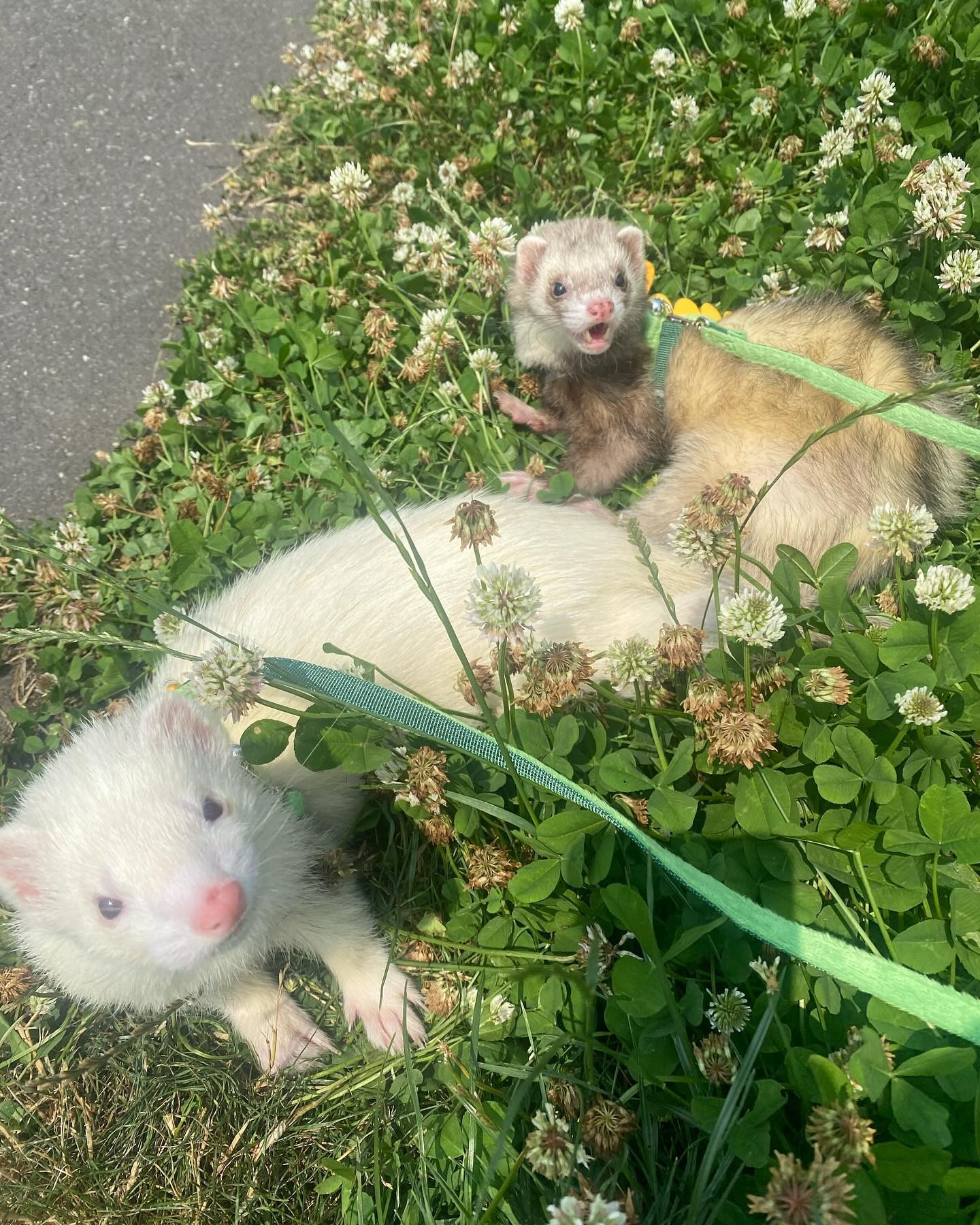 つイタチ♡

今日から8月ですね🎶
そしてすすきの祭り！
週末はお着物着ます✨

@clubgalle2580 
#すすきの#クラブ我礼
#すすきの祭り#つイタチ