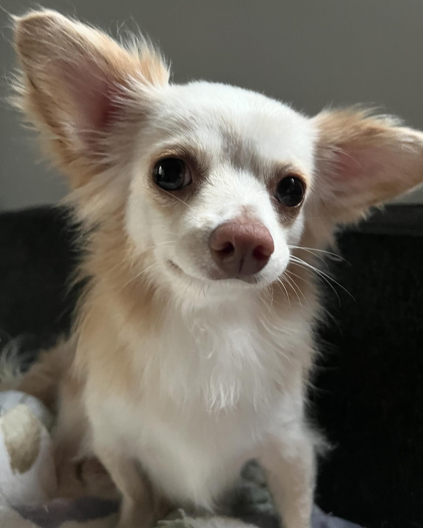 昨日は遠くから久しぶりのお客様との再会✨✨
みんなで楽しく飲めて楽しかったです😌

今日も楽しく飲みたいな😄🎵

@clubgalle2580 
#club我礼#すすきの