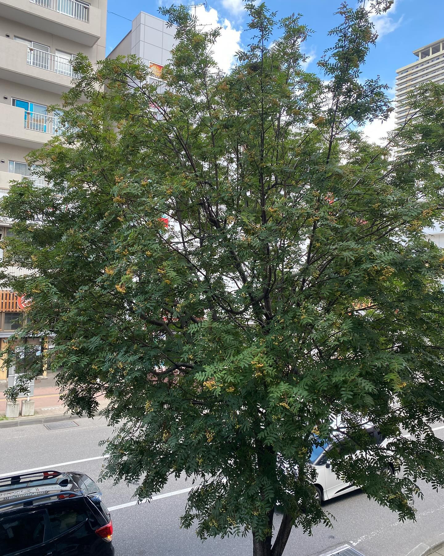 職場の前のナナカマドが色付いてきました♡
そしてとんぼも飛んでました♡

秋ですね╰(*´︶`*)╯

今日も元気に出勤しまーす！
@clubgalle2580 
#クラブ我礼#すすきの
#秋が近いですね