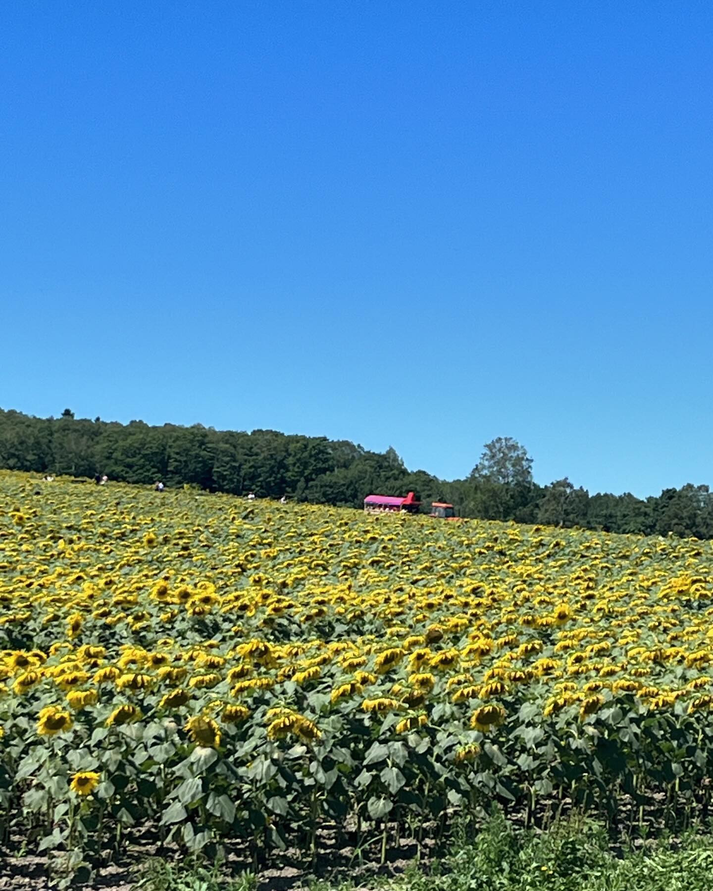 今日も天気が微妙☁️蒸し蒸ししてる💨

今日も元気に出勤しまーす😄もう金曜日なんて今週は早く感じるな😌

@clubgalle2580 
#club我礼#すすきの#ふらの #ひまわり