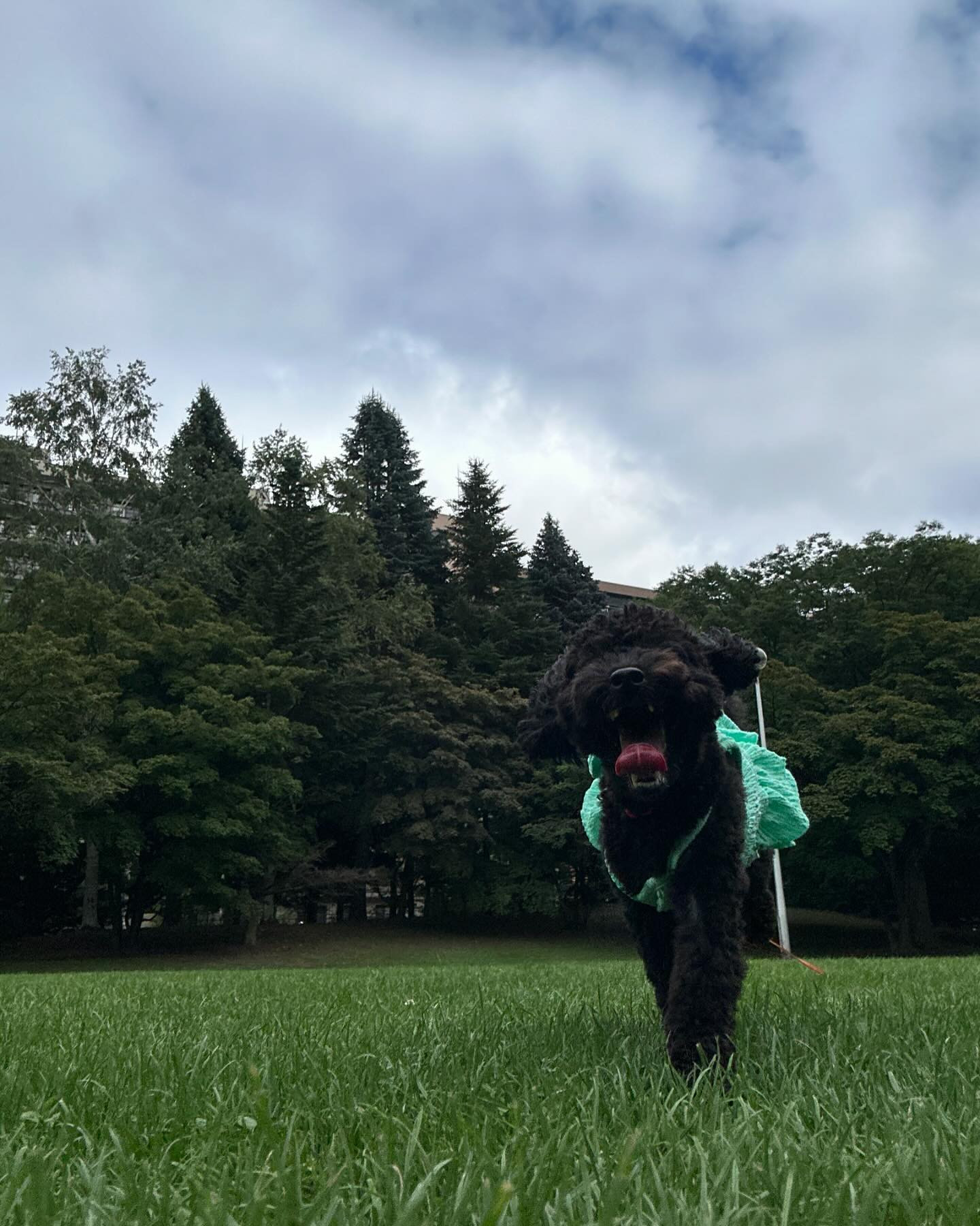 おはよ。

お盆なんだね。
全く忘れてた。

お墓参りいこー。

club GATE 
札幌市中央区南6条西4丁目第21桂和ビル2階 
TEL:011-511-5222
 @gatesusukino

 #ススキノ#ニュークラ#ニュークラブ#ゲート#キャバクラ#キャバ嬢#すすきの#ほしのゆめ#北海道#札幌#北海道旅行#札幌旅行#日曜営業#日曜日も営業してます#いいね返し#SAPPORO#susukino#newclub#clubGATE#GATE#gatesusukino#🍻#🍾