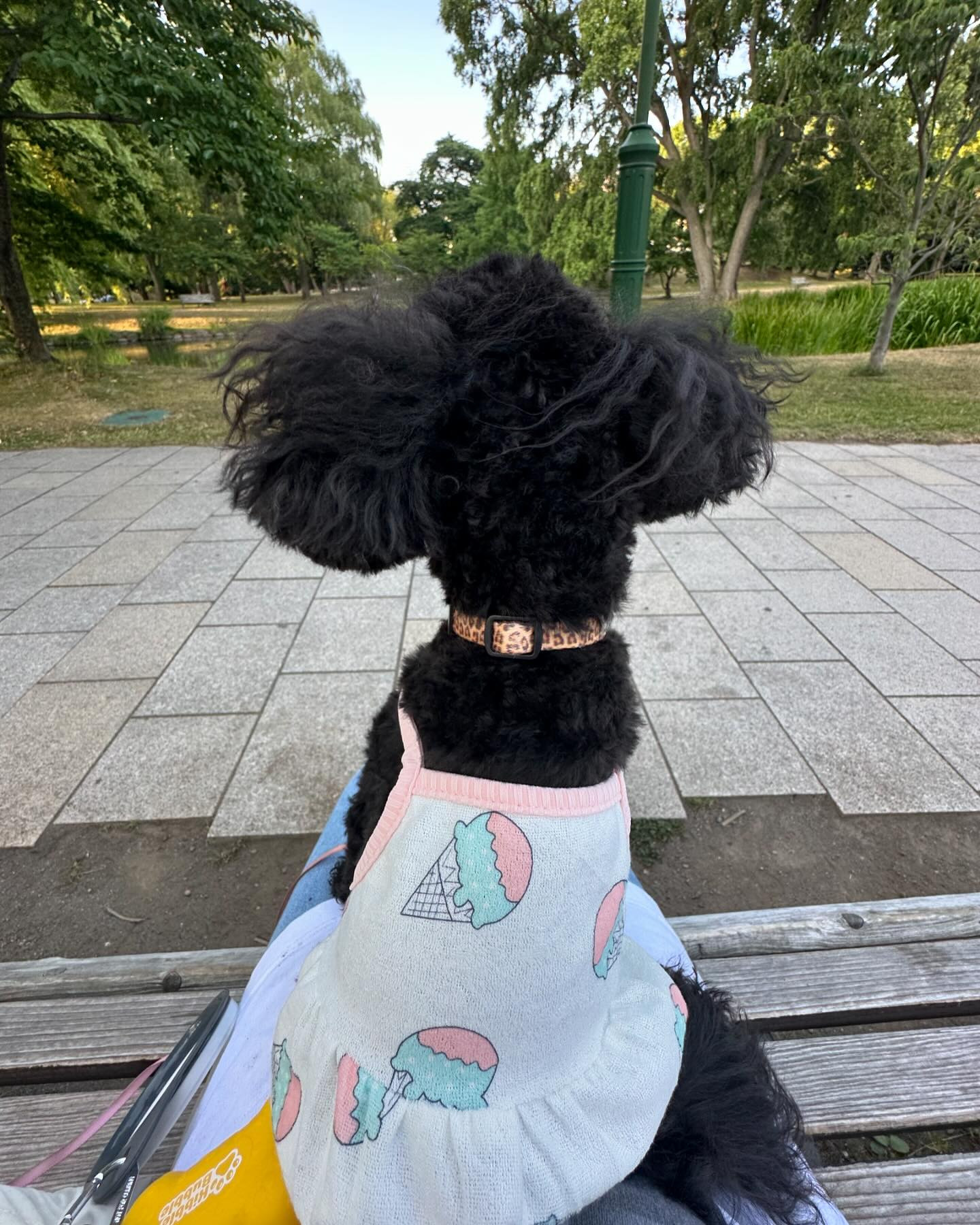 私が選ぶいぬころの服がダサいのか、いぬころが昭和のトイプードル過ぎるのか🤔

今日の課題でぇーす🤗

すすきの祭り２日目✌🏻

待ってます💨

club GATE 
札幌市中央区南6条西4丁目第21桂和ビル2階 
TEL:011-511-5222
 @gatesusukino

 #ススキノ#ニュークラ#ニュークラブ#ゲート#キャバクラ#キャバ嬢#すすきの#ほしのゆめ#北海道#札幌#北海道旅行#札幌旅行#日曜営業#日曜日も営業してます#いいね返し#SAPPORO#susukino#newclub#club