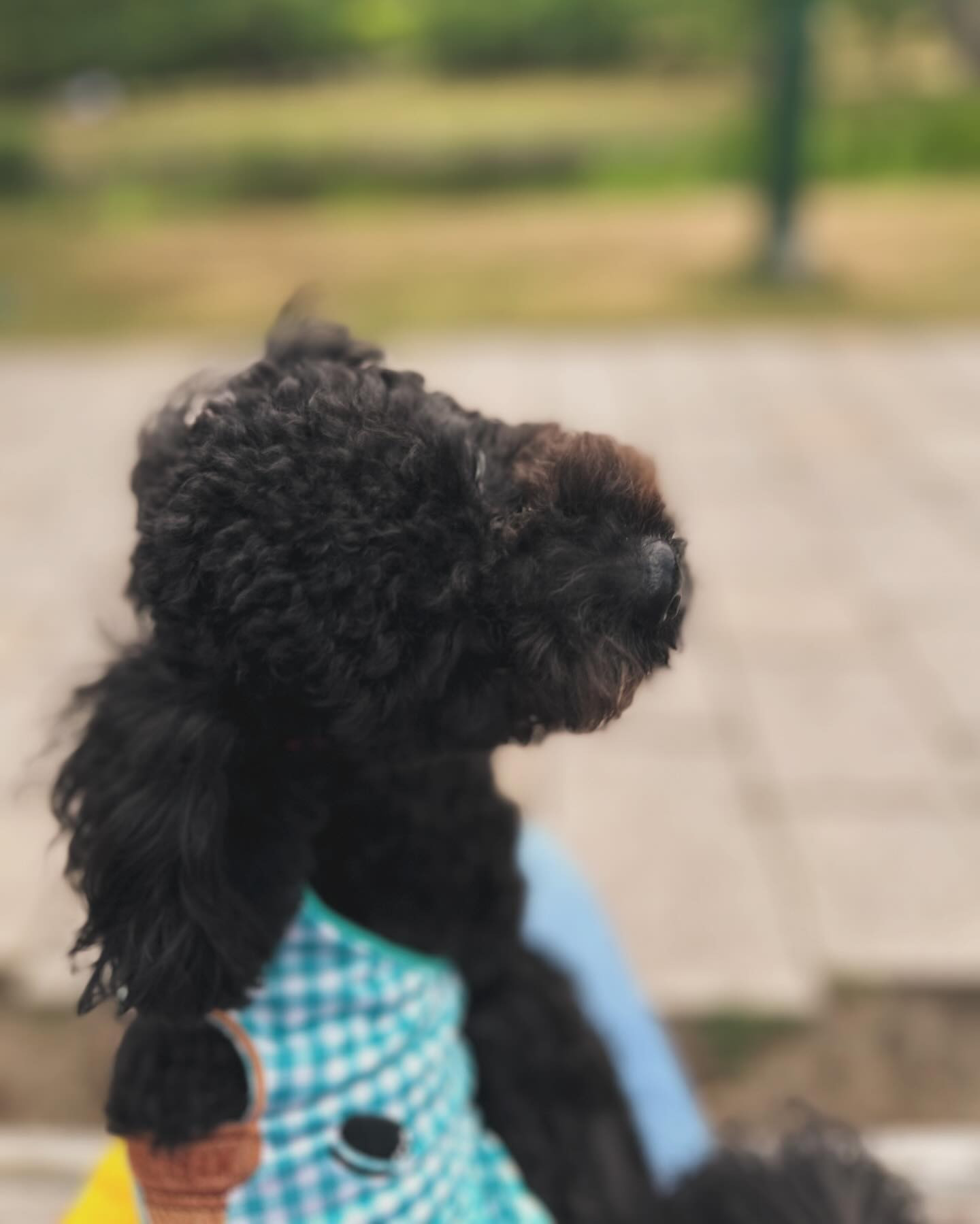 今日は私、おやすみ🫶🏻
わんころのお散歩、朝と夜行って
へろへろです✌🏻

club GATE 
札幌市中央区南6条西4丁目第21桂和ビル2階 
TEL:011-511-5222 
@gatesusukino

 #ススキノ#ニュークラ#ニュークラブ#ゲート#キャバクラ#キャバ嬢#すすきの#ほしのゆめ#北海道#札幌#北海道旅行#札幌旅行#日曜営業#日曜日も営業してます#いいね返し#SAPPORO#susukino#newclub#clubGATE#GATE#gatesusukino#🍻#🍾