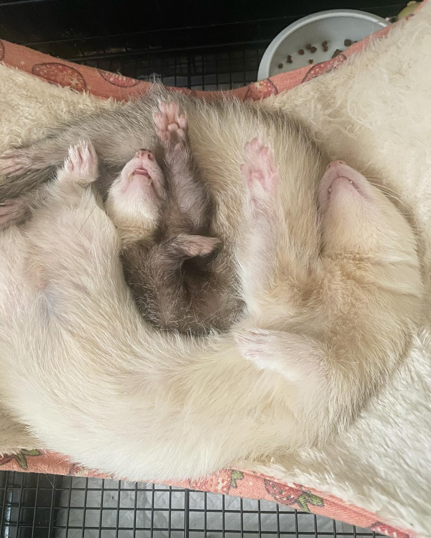 おはようございます☘️
つイタチです🎶

9月もまだ暑そうだけどよろしくお願いします☺️

@clubgalle2580 
#クラブ我礼#すすきの
#つイタチ