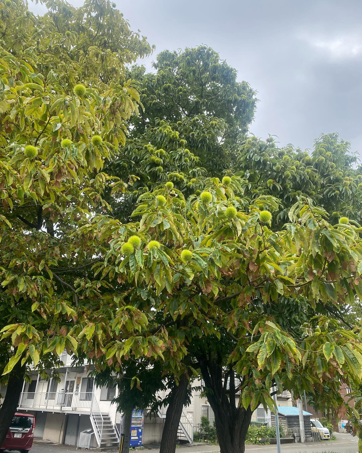 栗がなってました♡
秋ですね♡

今日からまた頑張りますっ！

@clubgalle2580 
#クラブ我礼#すすきの
#にょろんぽ