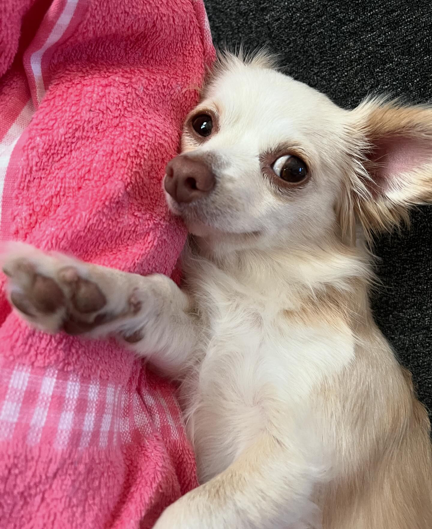 もう9月なんて早いですね💨
お散歩してるとまだまだ暑い☀️

今日はダイアナに👠を取りに行ってから出勤しまーす😊
かわいい👠を頼んであるので、楽しみ☺️

@clubgalle2580 
#club我礼#すすきの#ダイアナの靴