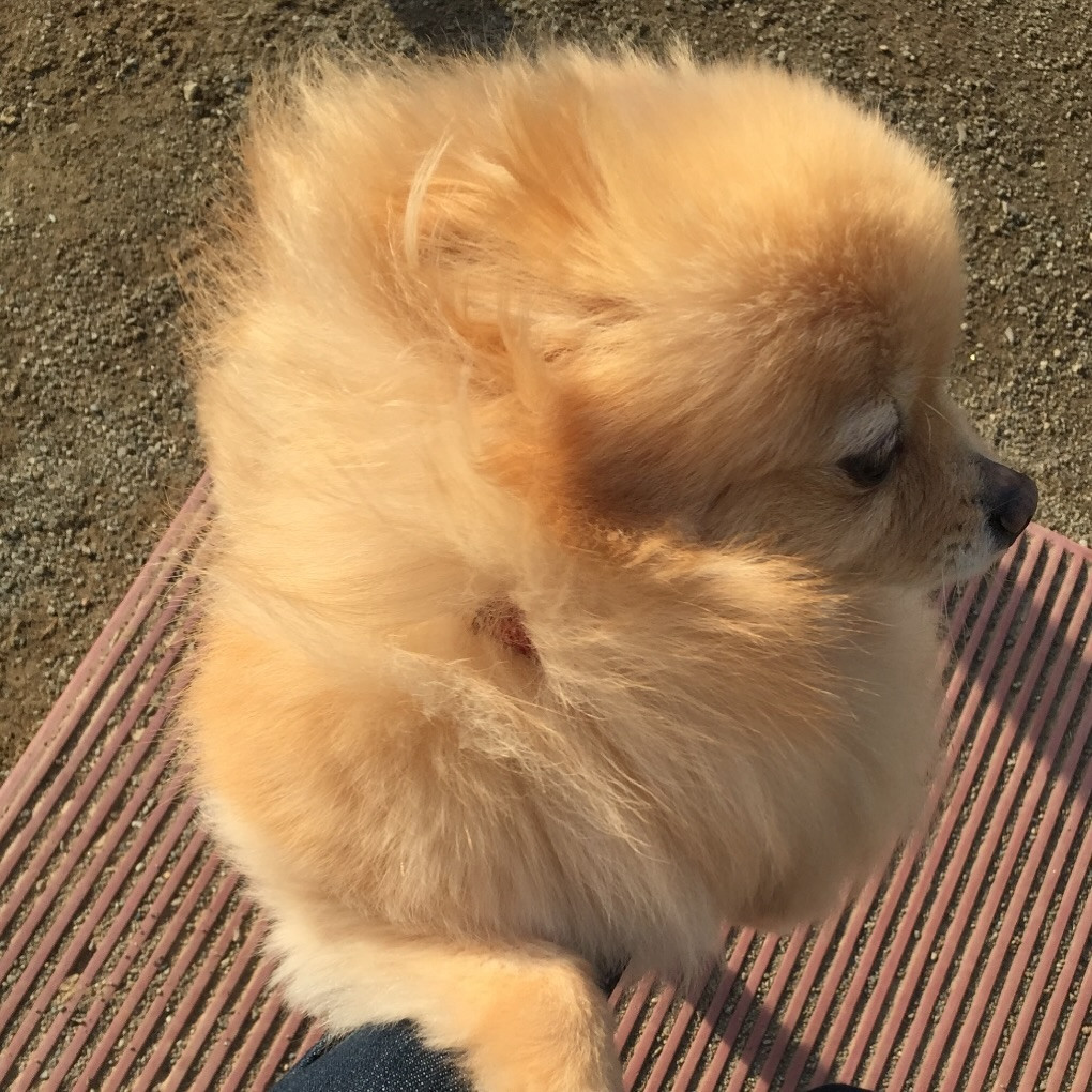 散歩に行き、犬🐶と日光浴☀️

写真拒否されて、そっぽ向かれた😅

あっという間に連休終了💧

@clubgalle258
#東陽企画グループ #東陽企画 #トキオ観光
#第21桂和ビル #第21桂和ビル6階
#くらぶ我礼 #クラブ我礼 #我礼#北海道 #札幌 #すすきの #ラウンジ  #ラウンジ嬢 #キャバクラ #キャバ嬢 #ホステス #きゃばきゃば #お酒好きと繋がりたい