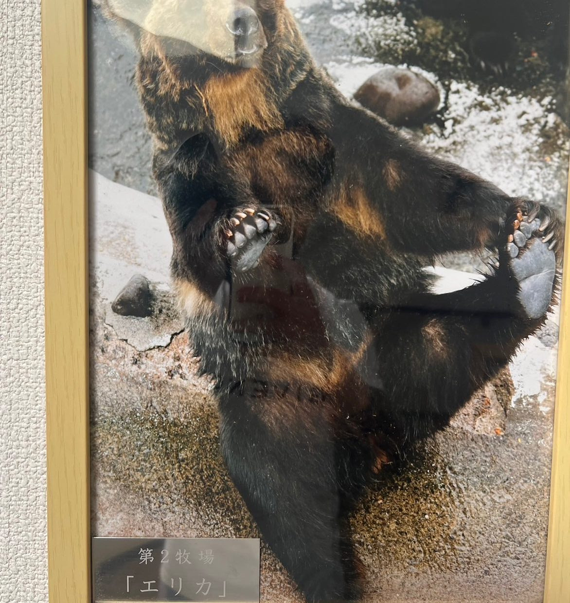 #函館#ニュークラ