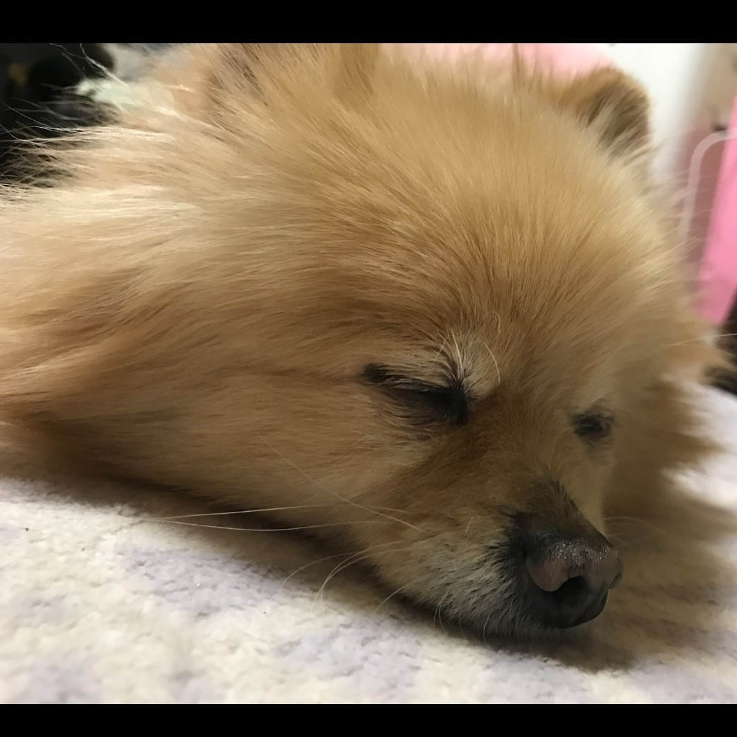 休日は、愛犬🐶とのんびり😌

また明日から、頑張ろう‎⌣̈👍🏻 ̖́-

@clubgalle258

#東陽企画グループ #東陽企画 #トキオ観光
#第21桂和ビル #第21桂和ビル6階
#くらぶ我礼 #クラブ我礼 #我礼#北海道 #札幌 #すすきの #ラウンジ  #ラウンジ嬢 #キャバクラ #キャバ嬢 #ホステス #きゃばきゃば #お酒好きと繋がりたい