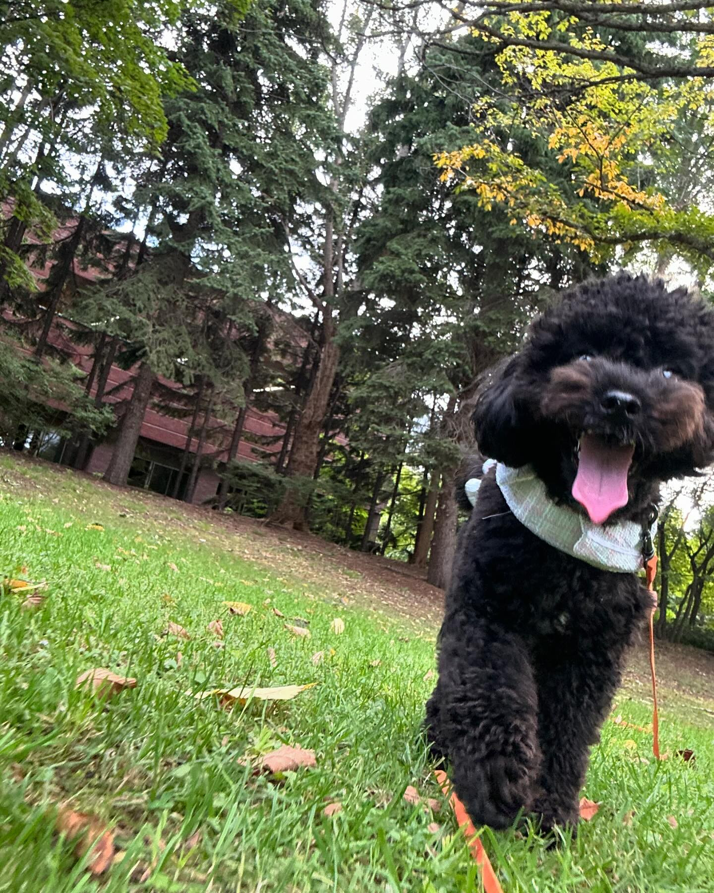 🍂もう秋すぎ🍂

散歩の足音もカサカサいうーーー🍁

わんこも面白がって走りまわる🫶🏻

飼い主は足濡れるから涙目🥹

笑

club GATE 
札幌市中央区南6条西4丁目第21桂和ビル2階 
TEL:011-511-5222
 @gatesusukino

 #ススキノ#ニュークラ#ニュークラブ#ゲート#キャバクラ#キャバ嬢#すすきの#ほしのゆめ#北海道#札幌#北海道旅行#札幌旅行#日曜営業#日曜日も営業してます#いいね返し#SAPPORO#susukino#newclub#clubGATE#GATE