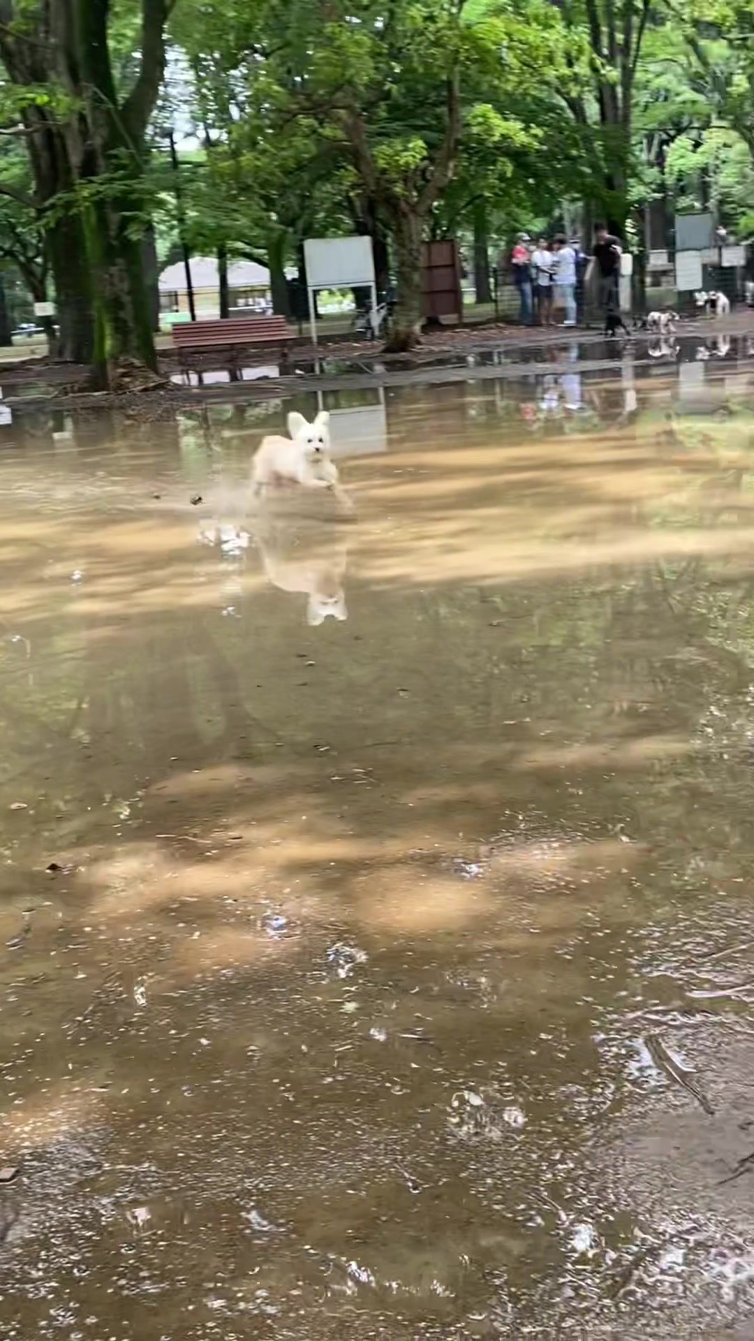 ぼくの最推しを紹介します🫶 #愛犬　#ポメプー　#最推し