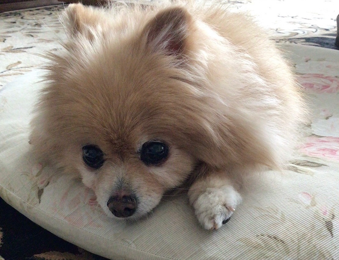 懐かしい昨年の愛犬の写真🐶

この頃は、お散歩大好きで走り回ってたなぁー😌

最近は、夜鳴きで3時間おきに起こされたり

目も見えずらくなってきたりと、お世話が大変になってきた💧

長生きしてほしいな💕︎︎

本日お休みです🍀*゜

@clubgalle258

#東陽企画グループ #東陽企画 #トキオ観光
#第21桂和ビル #第21桂和ビル6階
#くらぶ我礼 #クラブ我礼 #我礼#北海道 #札幌 #すすきの #ラウンジ  #ラウンジ嬢 #キャバクラ #キャバ嬢 #ホステス #きゃばきゃば #お酒好きと繋