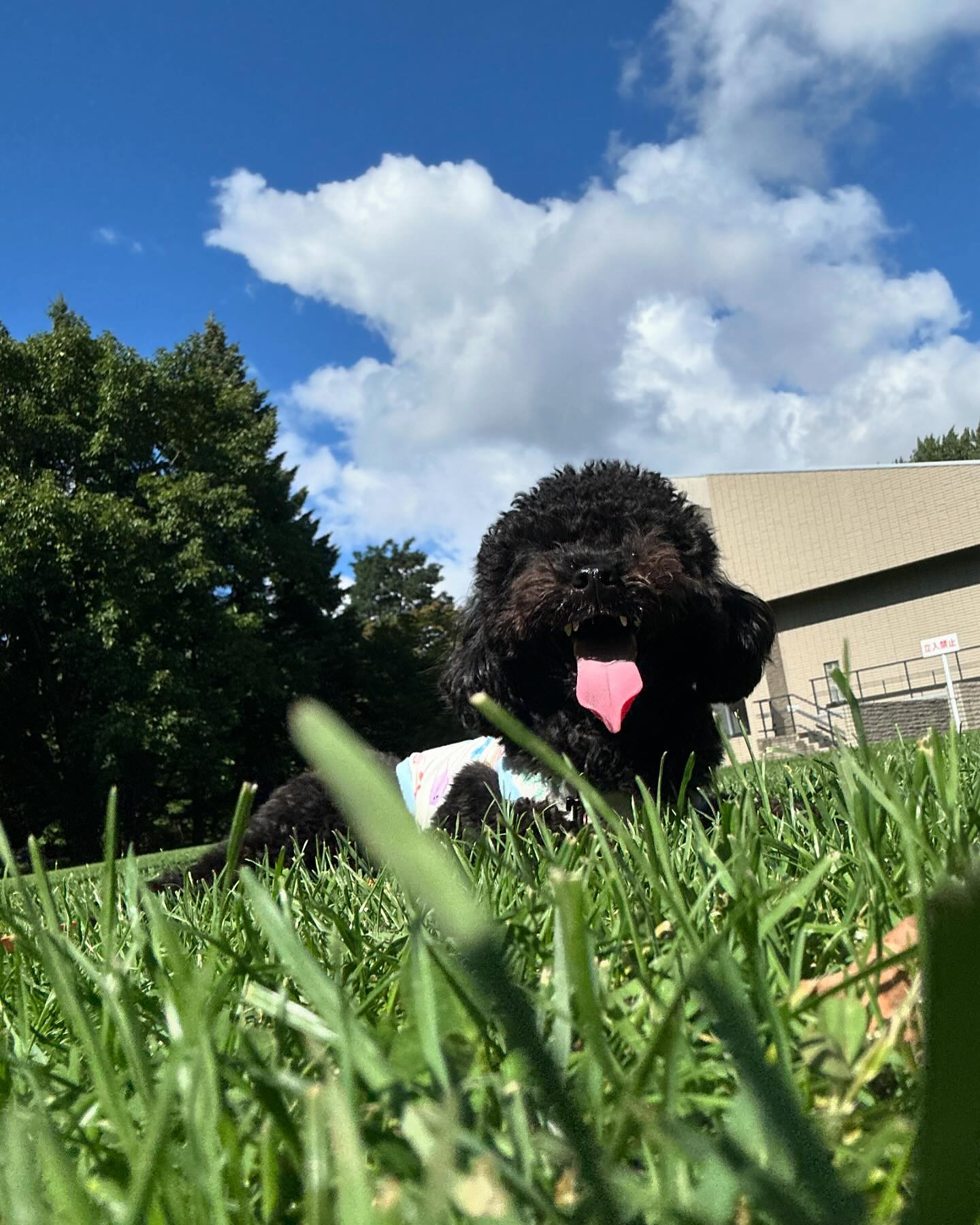 🐶2024年10月12日🐶

昼過ぎにドッグラン行って

初めていっぱい他のプードルﾁｬﾝ居て

怯えて膝上ちょこん

慣れてない笑

club GATE
 札幌市中央区南6条西4丁目第21桂和ビル2階 
TEL:011-511-5222
 @gatesusukino

 #ススキノ#ニュークラ#ニュークラブ#ゲート#キャバクラ#キャバ嬢#すすきの#ほしのゆめ#北海道#札幌#北海道旅行#札幌旅行#日曜営業#日曜日も営業してます#いいね返し#SAPPORO#susukino#newclub#clubGATE