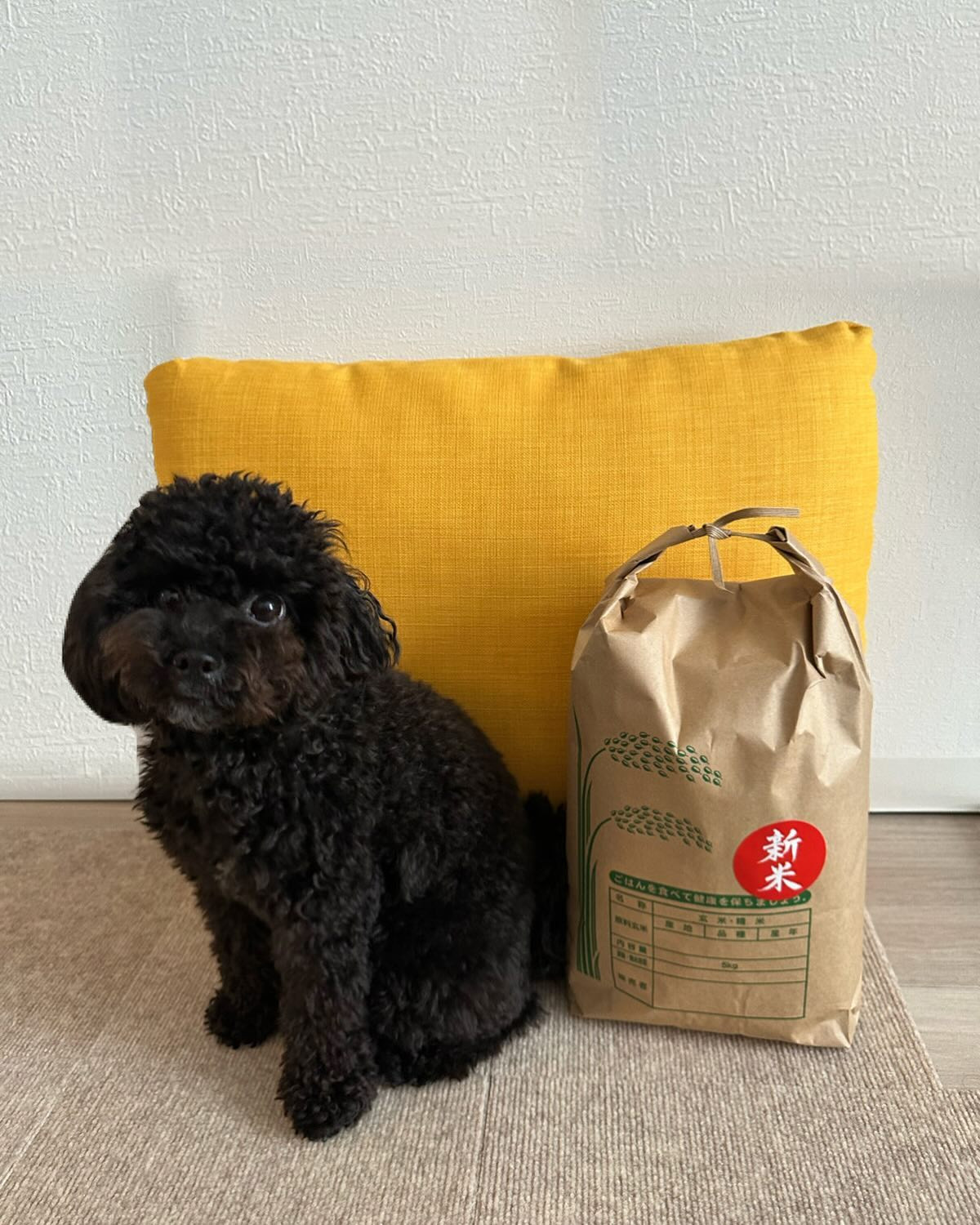 🌾2024年10月16日🌾

じーじから新米届きました✌🏻

いつだって嫁に来いだそうです。

婿候補いっぱいいるよ！って笑

元気そうでなにより🤣

じーじ、まだまだすすきのに居そうです、、、

今日のご飯楽しみすぎ😊

club GATE
 札幌市中央区南6条西4丁目第21桂和ビル2階 
TEL:011-511-5222
 @gatesusukino

#新米 #ススキノ#ニュークラ#ニュークラブ#ゲート#キャバクラ#キャバ嬢#すすきの#ほしのゆめ#北海道#札幌#北海道旅行#札幌旅行#日曜営業#日曜日