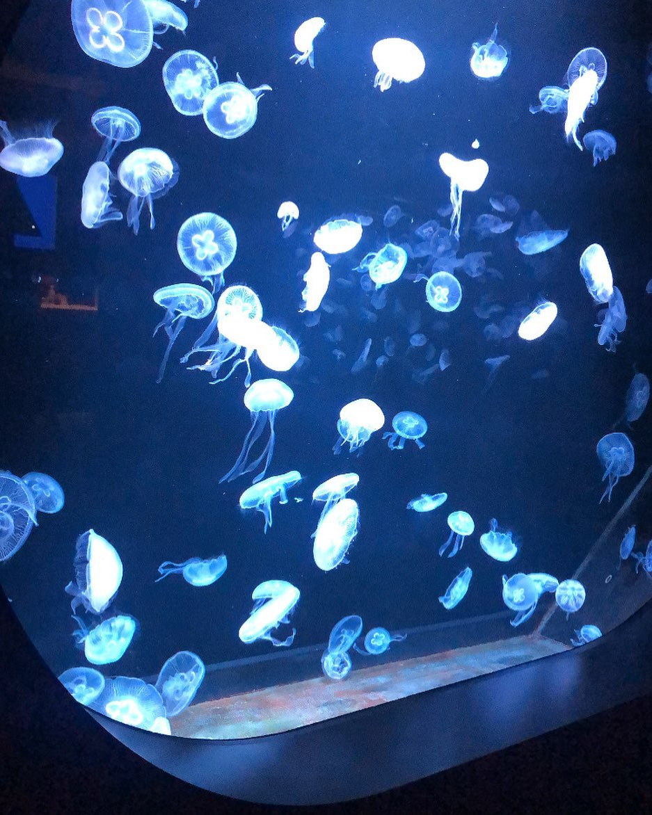 .
♡ ••┈┈┈┈┈┈┈┈•• ♡

天気悪くて気分も上がらないね〜☔☔

ふにょって感じ☔

クラゲって漢字可愛いよね
海の月って可愛い

今日も20時半しゅ🫡

♡ ••┈┈┈┈┈┈┈┈•• ♡

#札幌 #すすきの #ススキノ #ニュークラブ #ニュークラ嬢 #キャバクラ #キャバ嬢 #キャバクラ嬢 #ホステス #ラウンジ #すすきのキャバ嬢 #すすきのキャバクラ 
#ClubGATE #Msグループ #ゲート#すすきのグルメ #札幌観光 #可愛い女の子 #銀座 #北新地 #中洲 #六本木 #いい