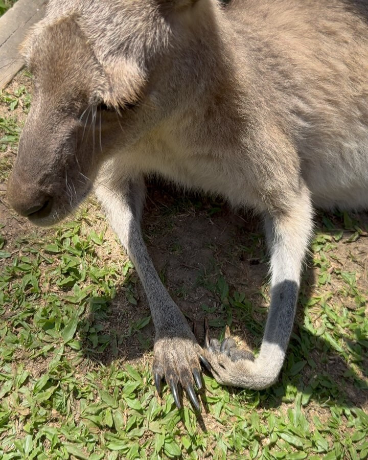 カンガルーはほぼ犬,コアラはメンチ切ってくる,