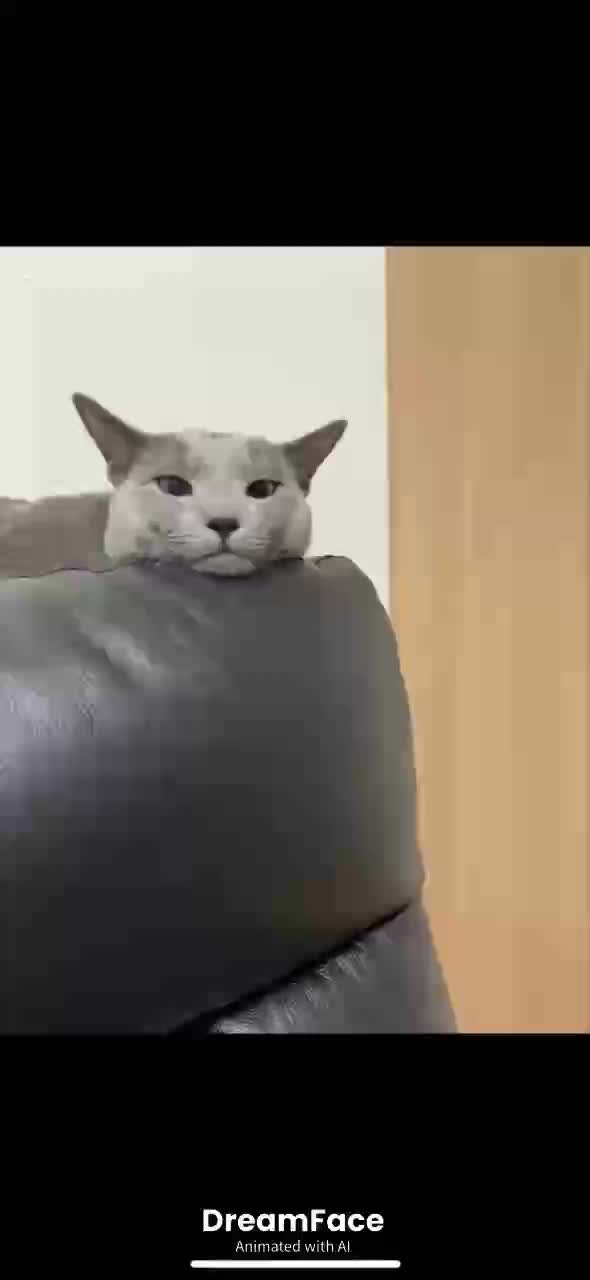 #おにのパンツ #猫 #いいね #ロシアンブルー