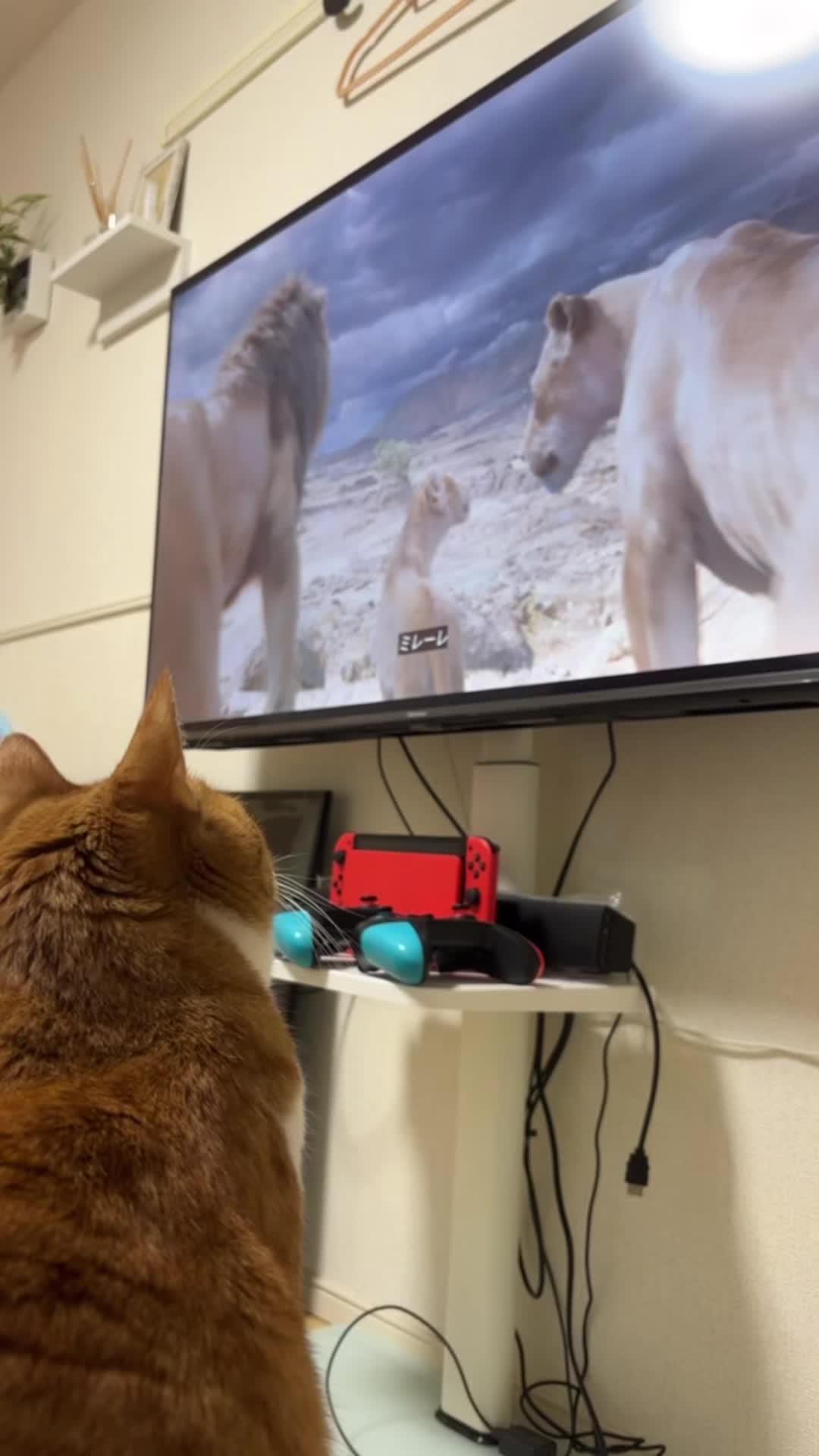 ライオンキング大好きヌコ。絶対仲間とかん違いしてる#同じネコ科だけどさ