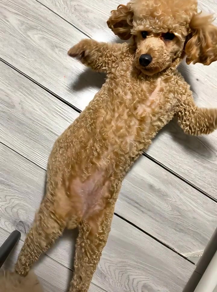 流行りのai犬 #いぬ #aidog  #AI #踊る犬