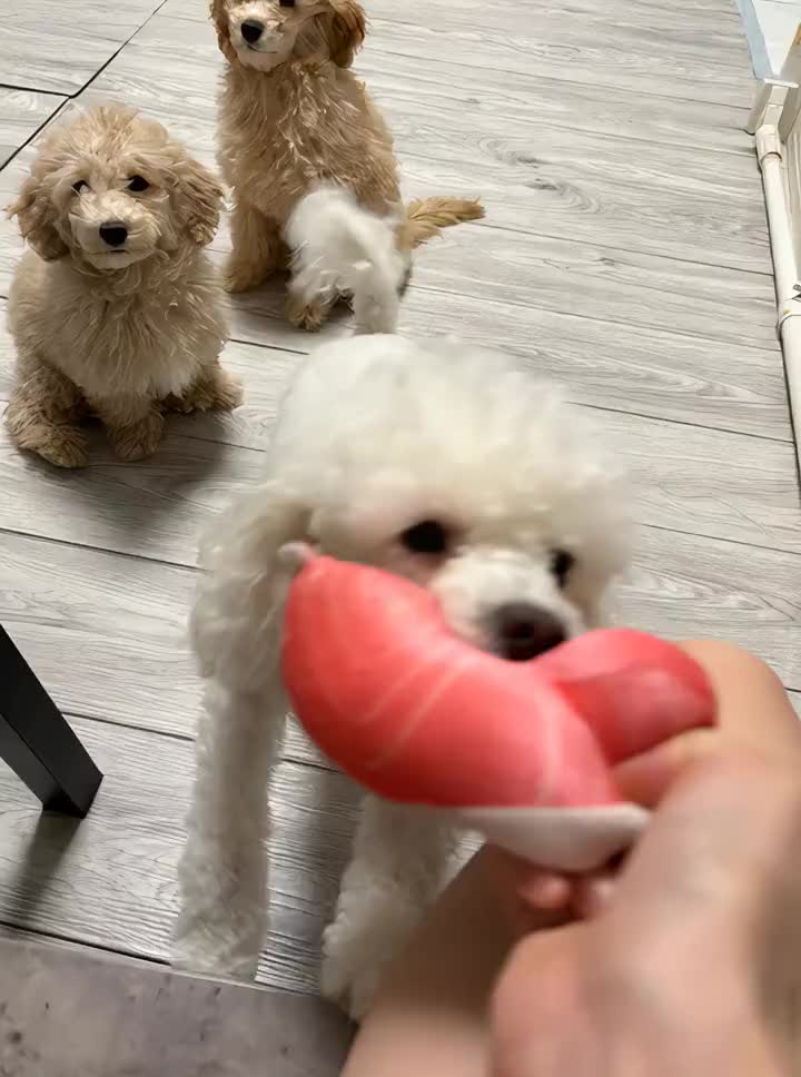 #いぬ #aidog #AI #踊る犬